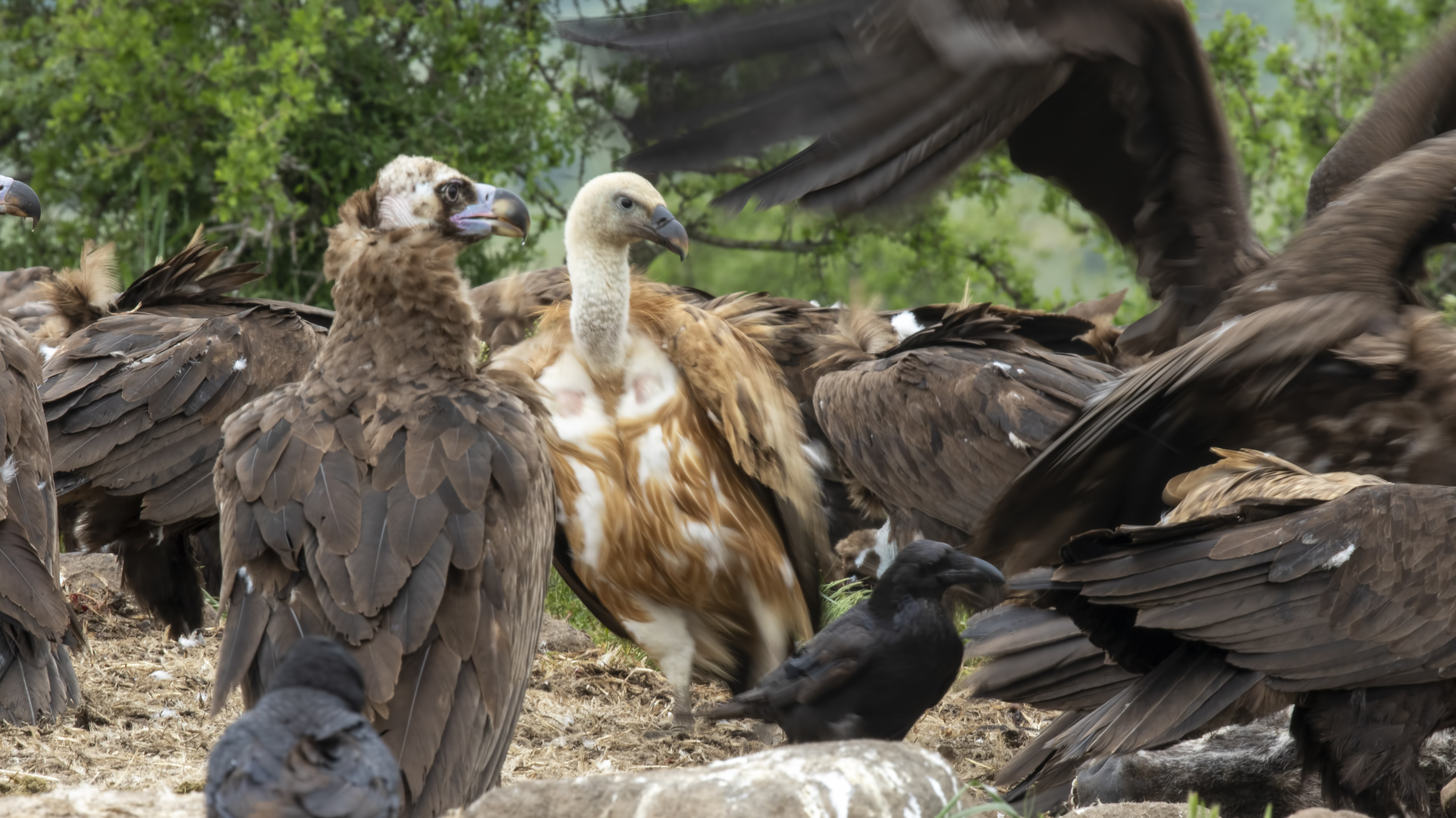 Eurasian Griffon