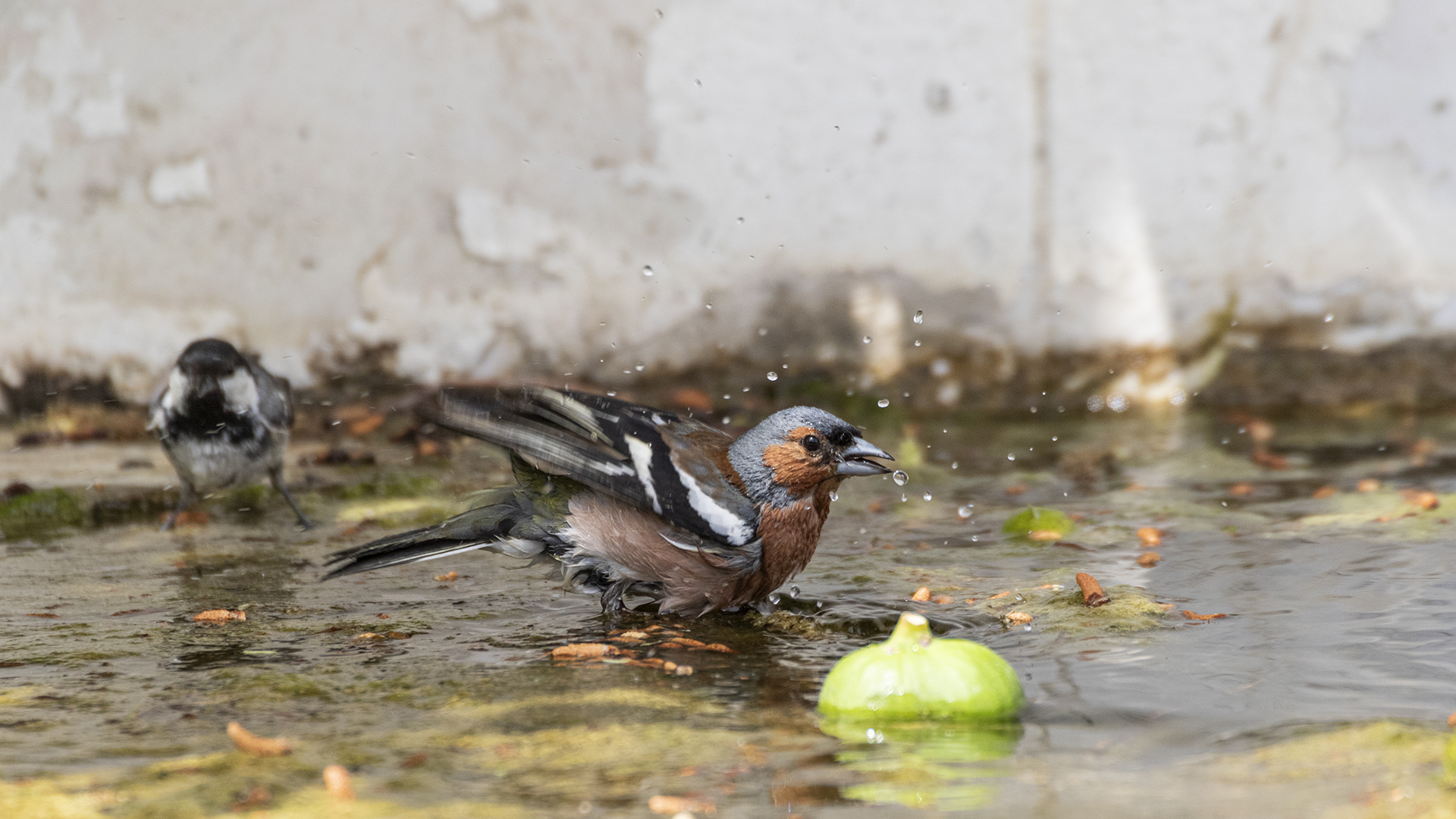 Common Chaffinch