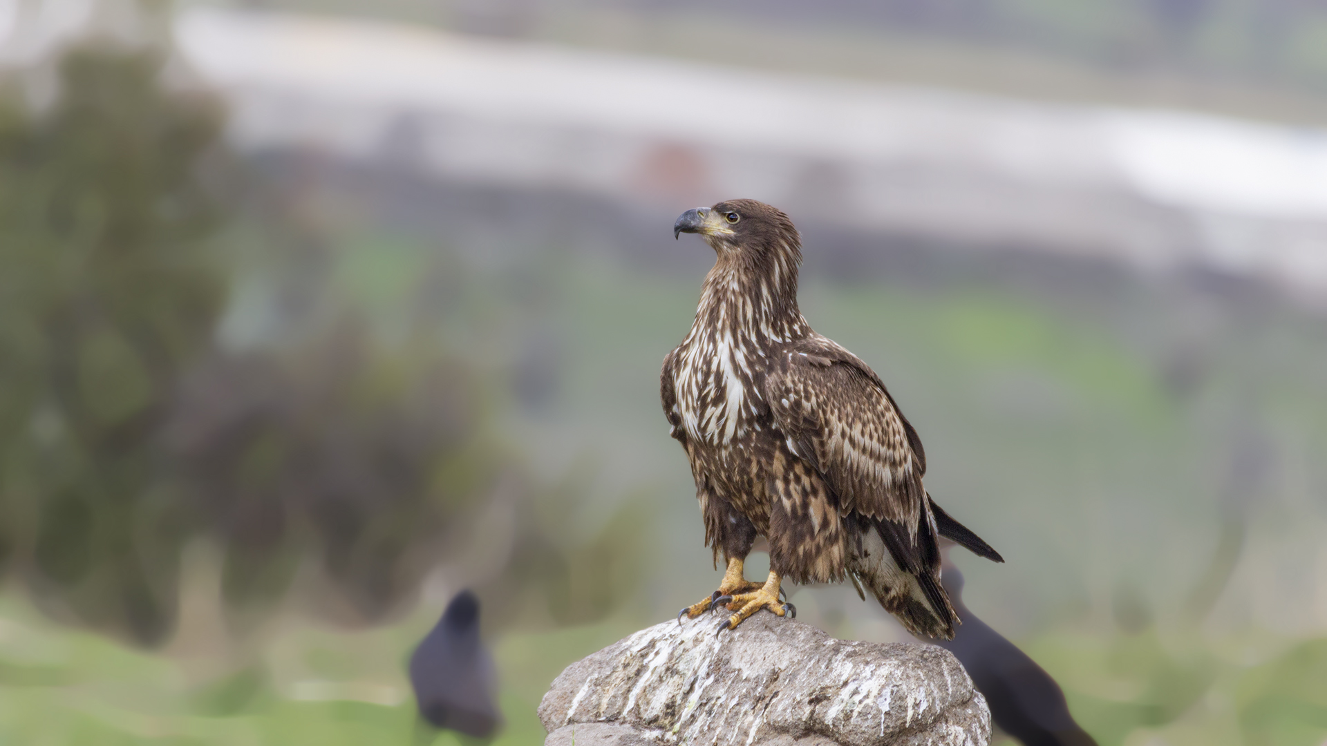 White-tailed Eagle
