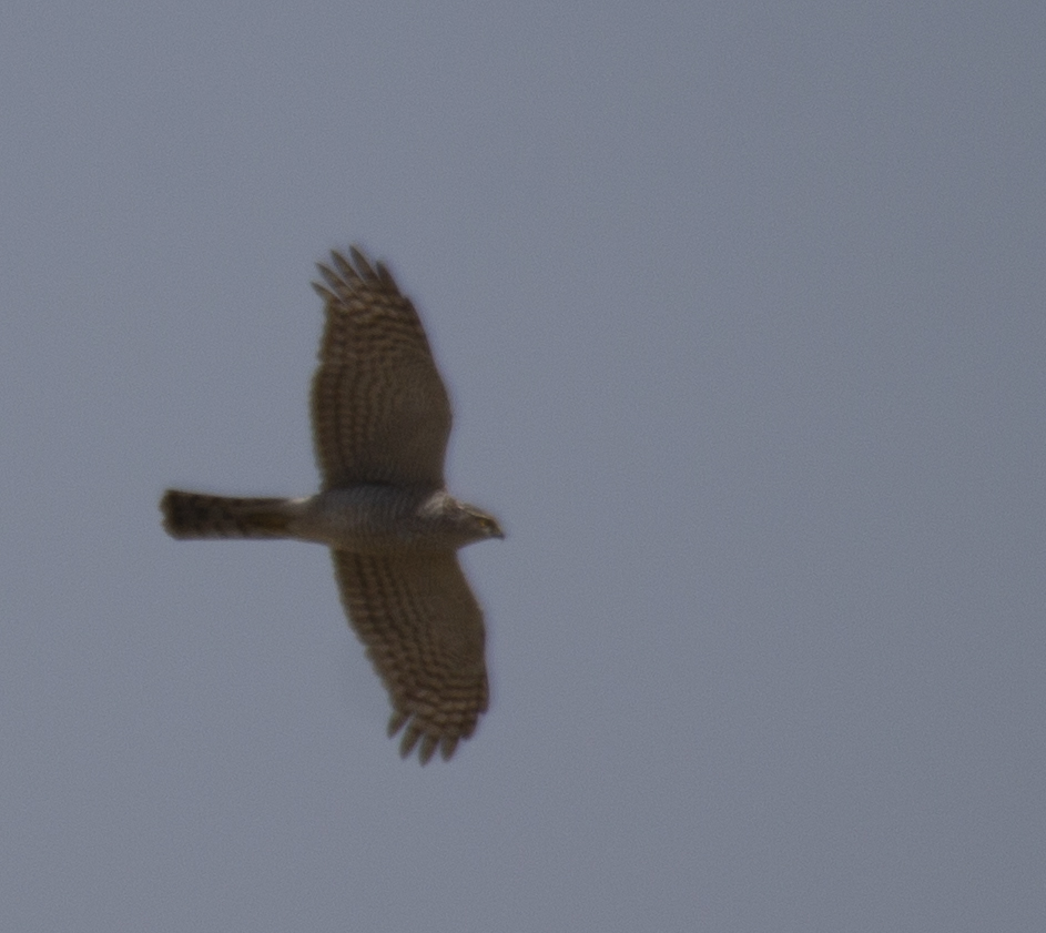 Northern Goshawk — Ana fotoğraf