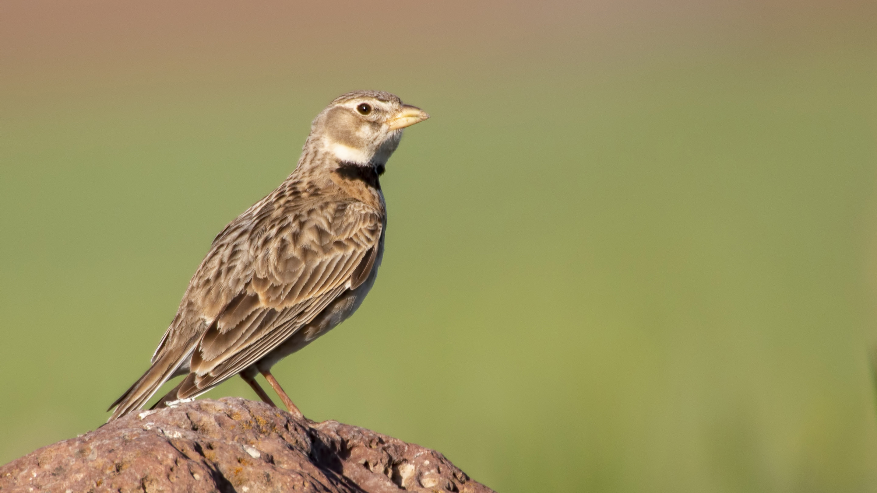 Calandra Lark