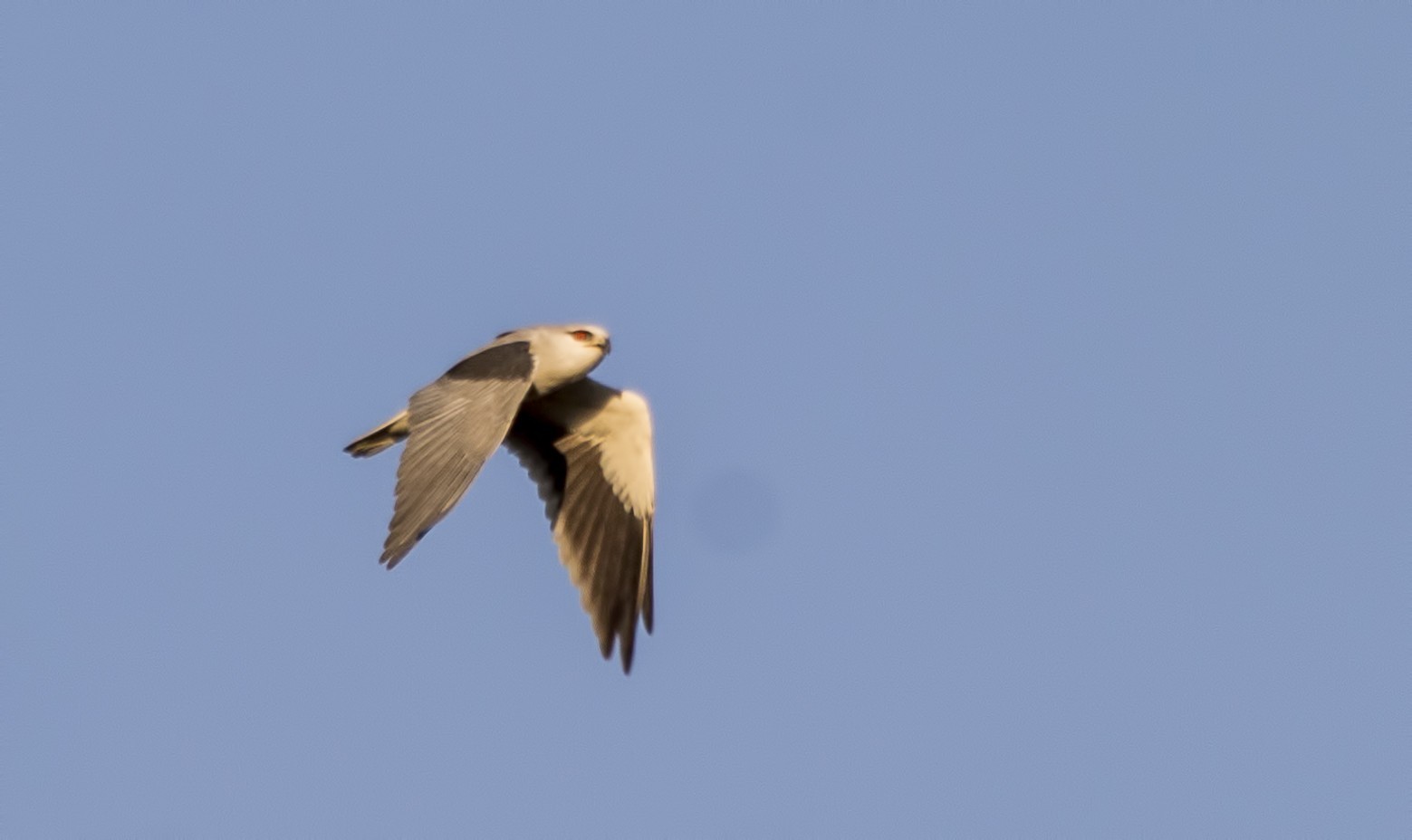 Black-winged Kite