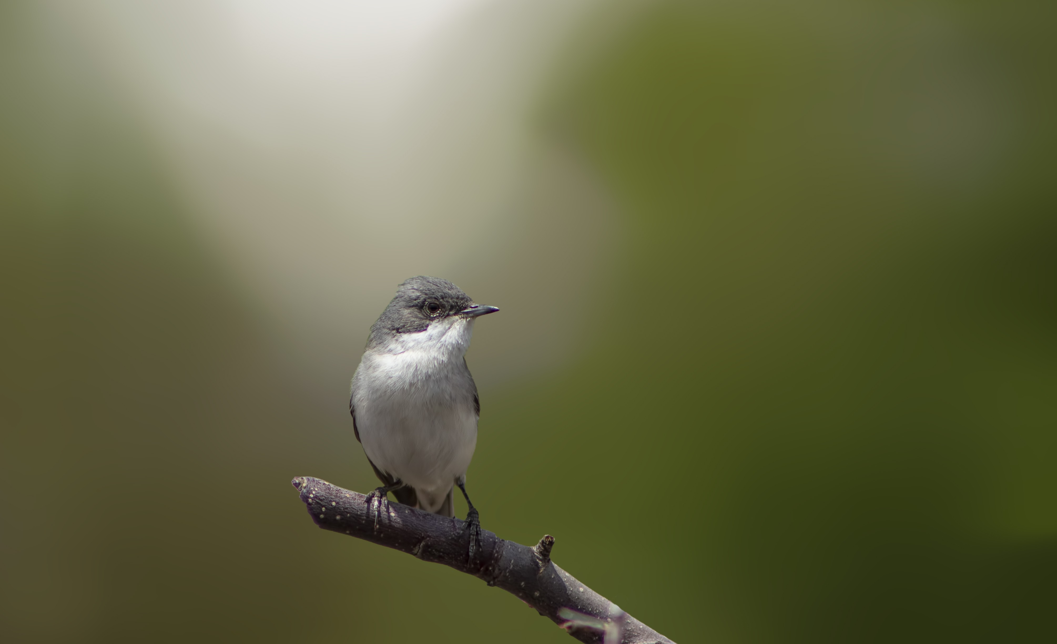 Lesser Whitethroat