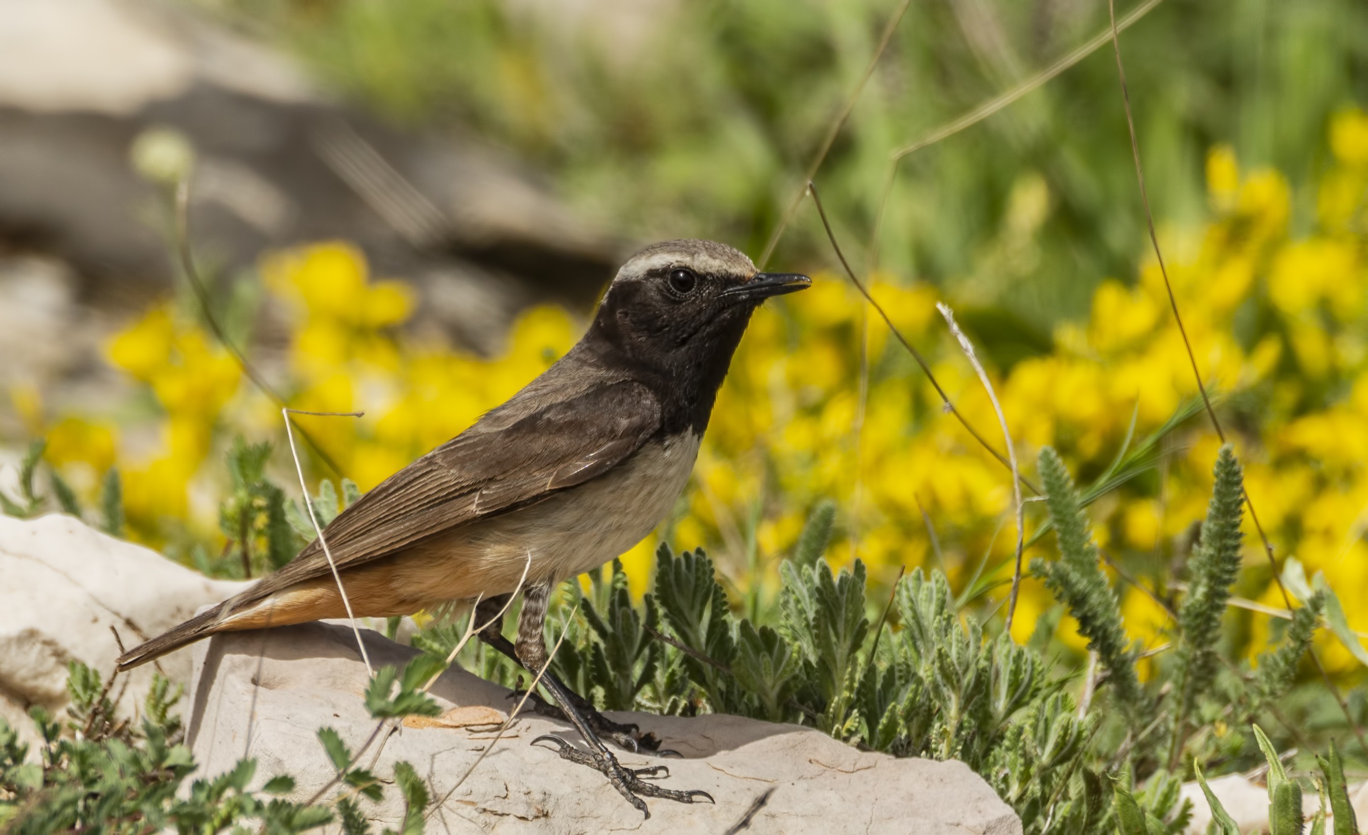 Kurdish Wheatear