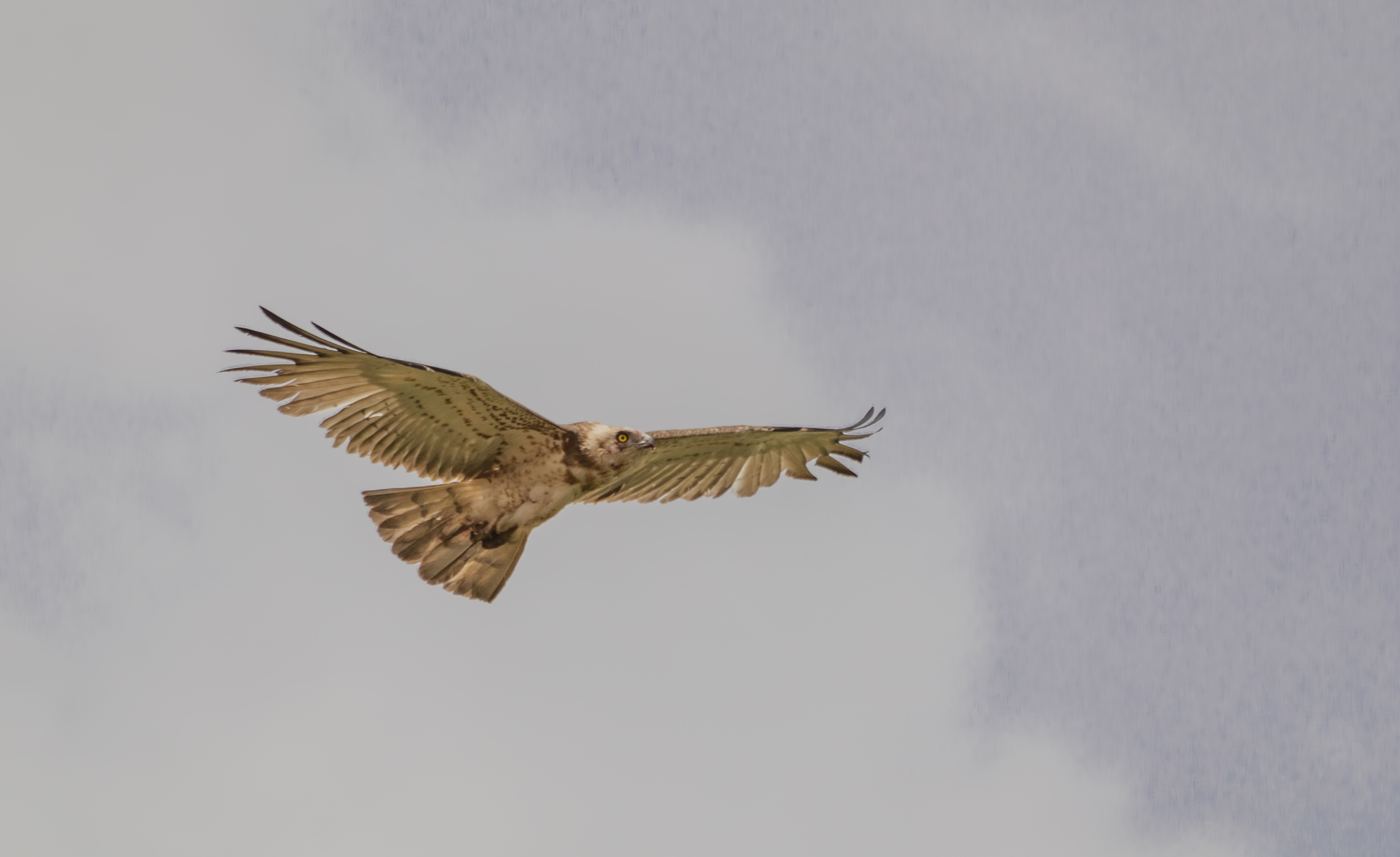 Short-toed Snake-Eagle