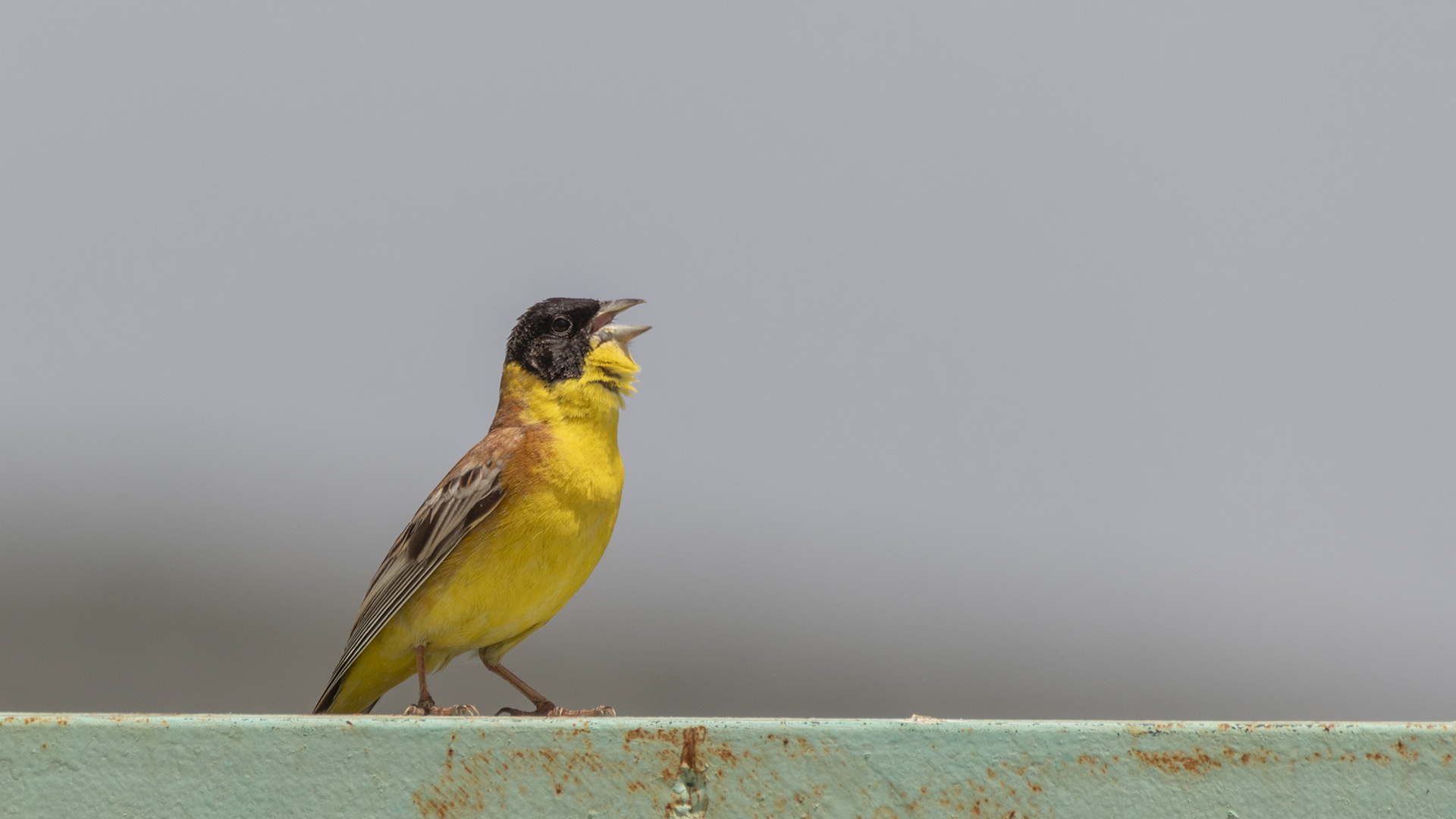 Black-headed Bunting