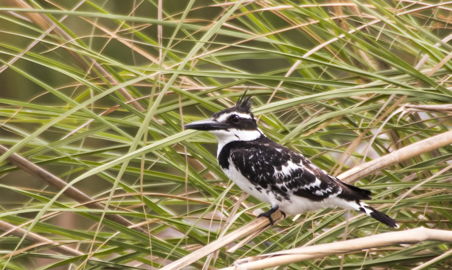 Pied Kingfisher