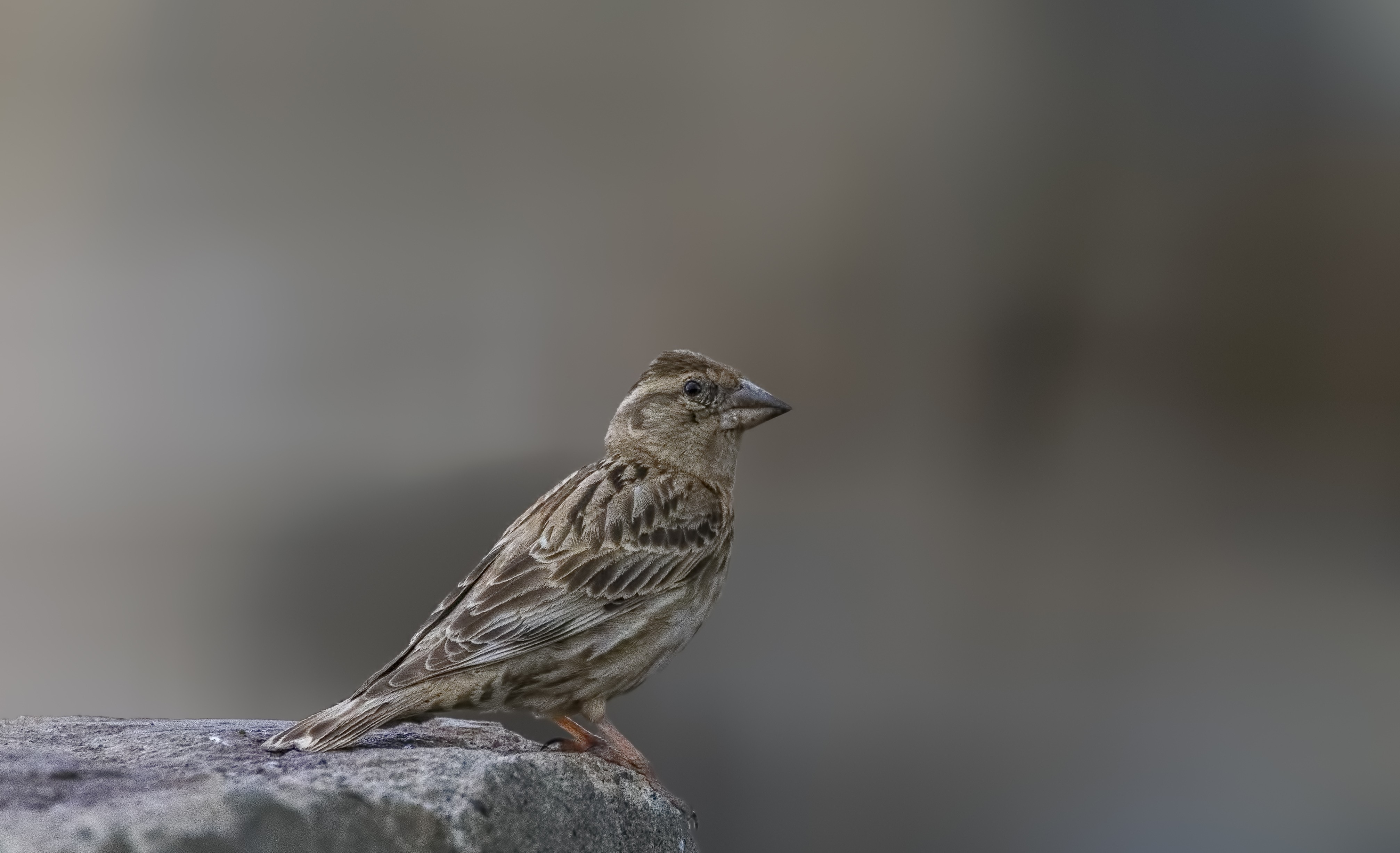 Common Rock-sparrow
