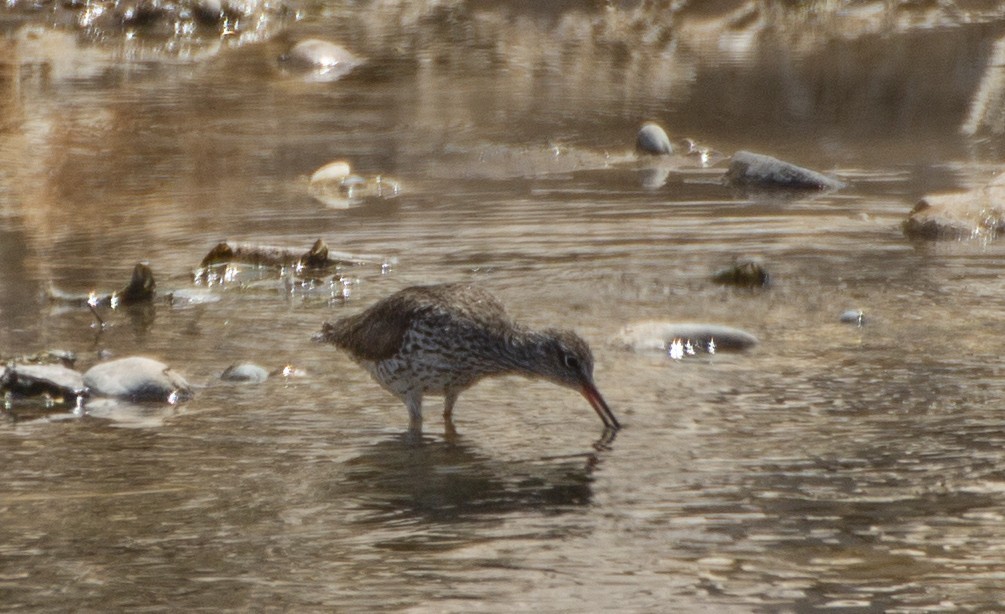 Bar-tailed Godwit