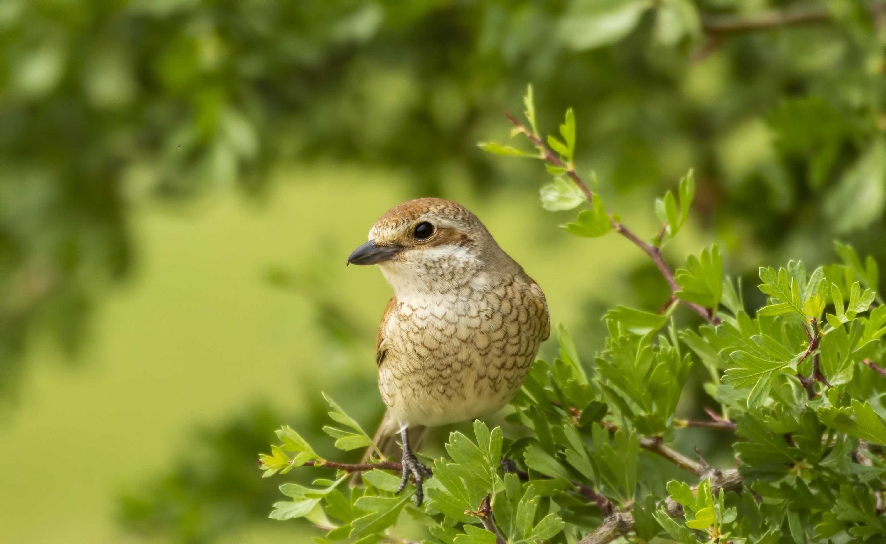 Red-backed Shrike