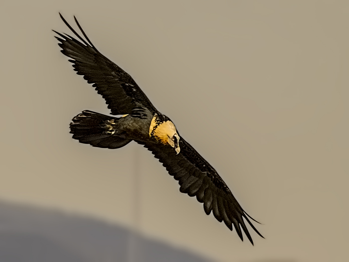 Bearded Vulture