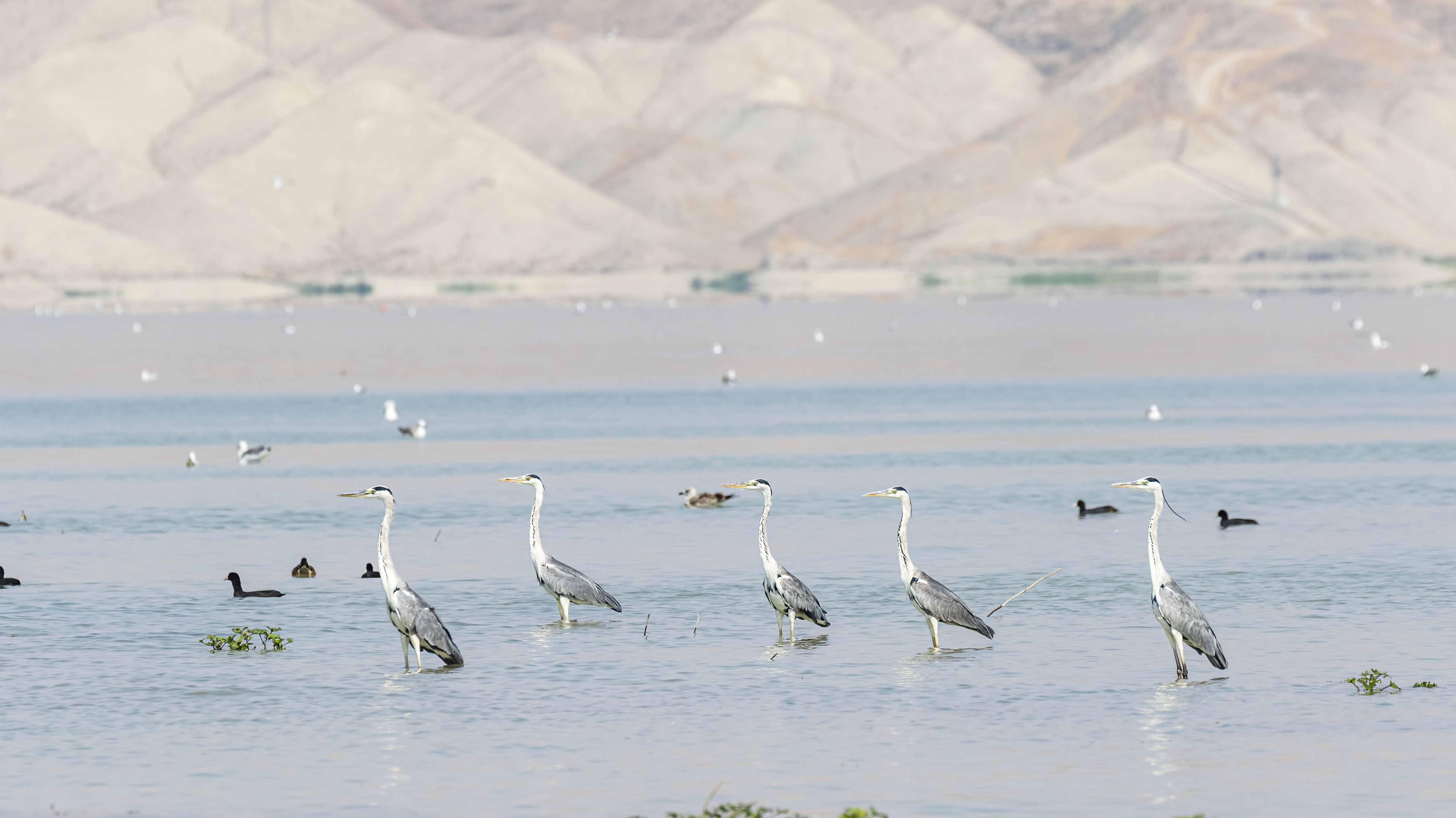Gray Heron