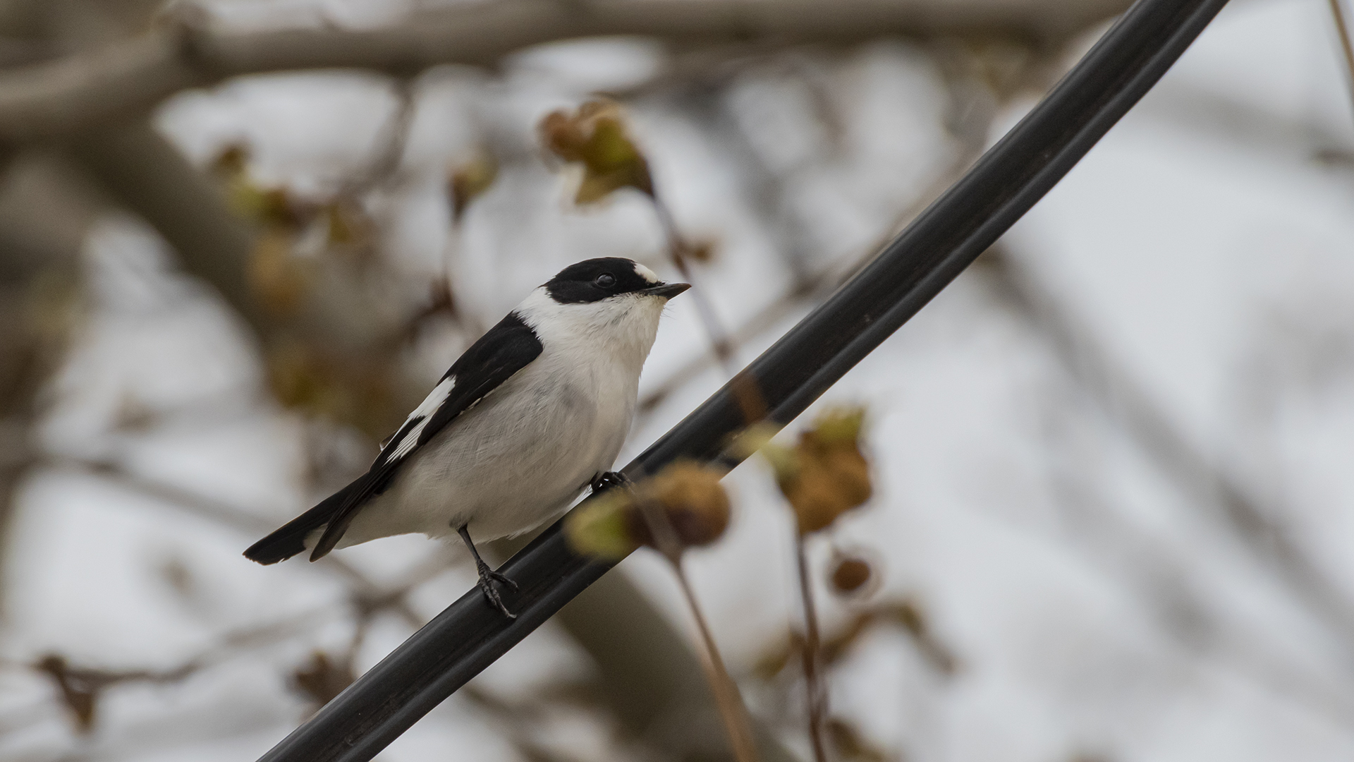Collared Flycatcher