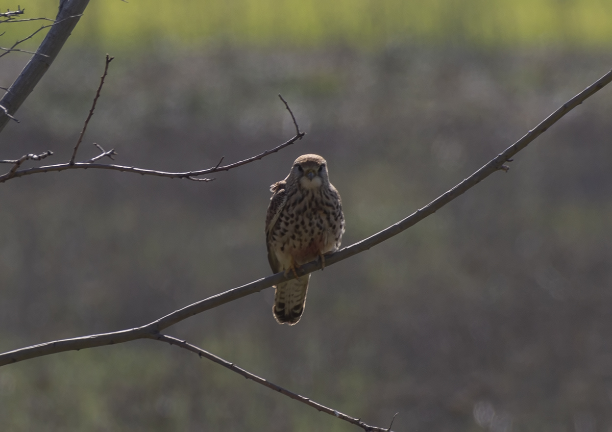 Merlin