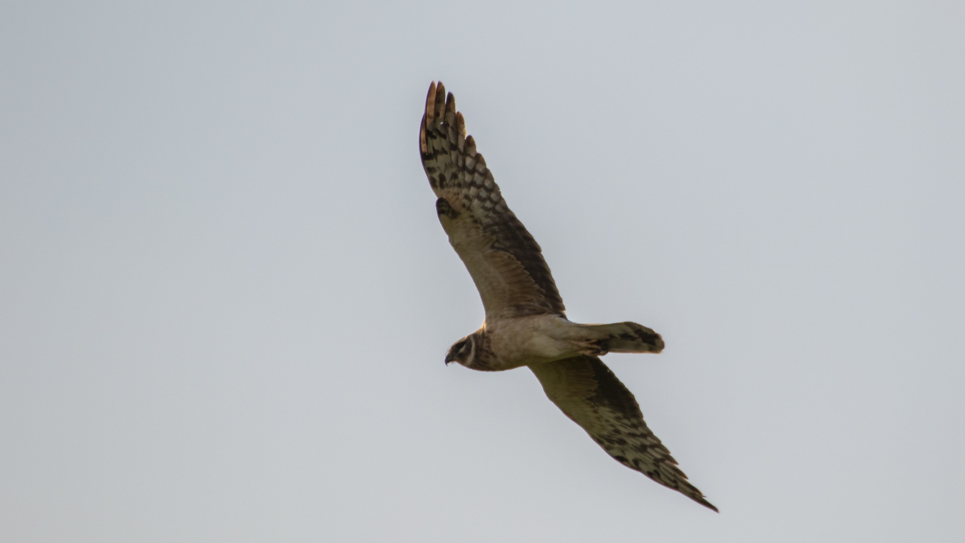 Montagu's Harrier
