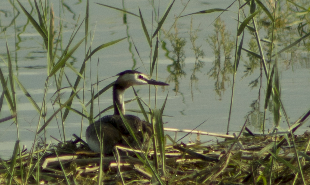 Great Crested Grebe
