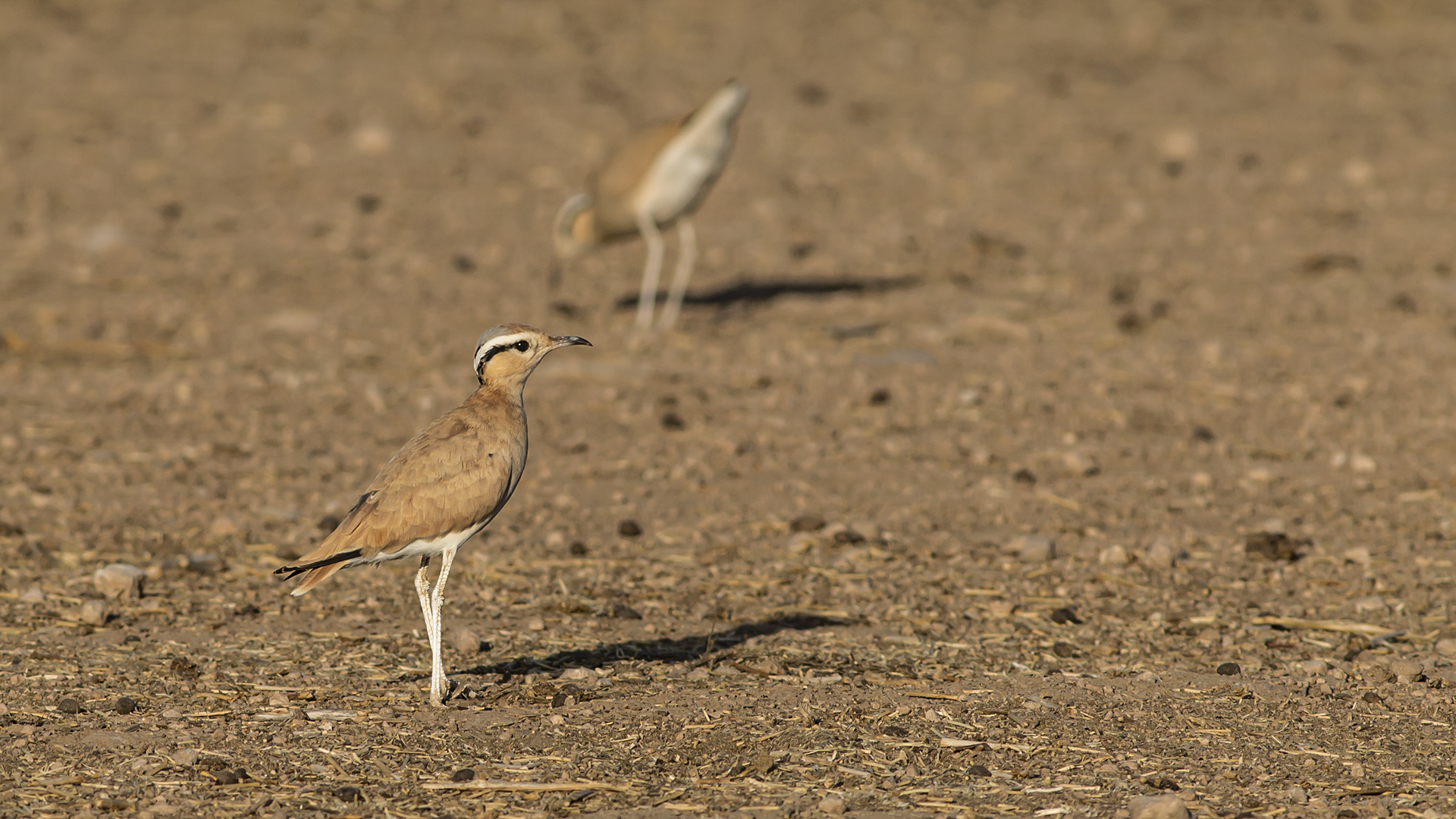 Cream-colored Courser