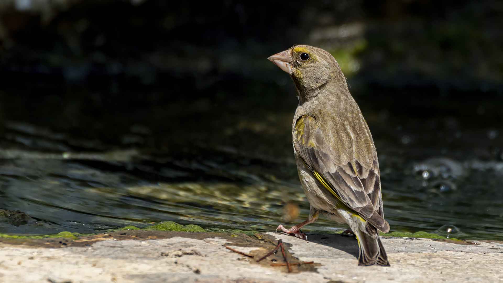 European Greenfinch