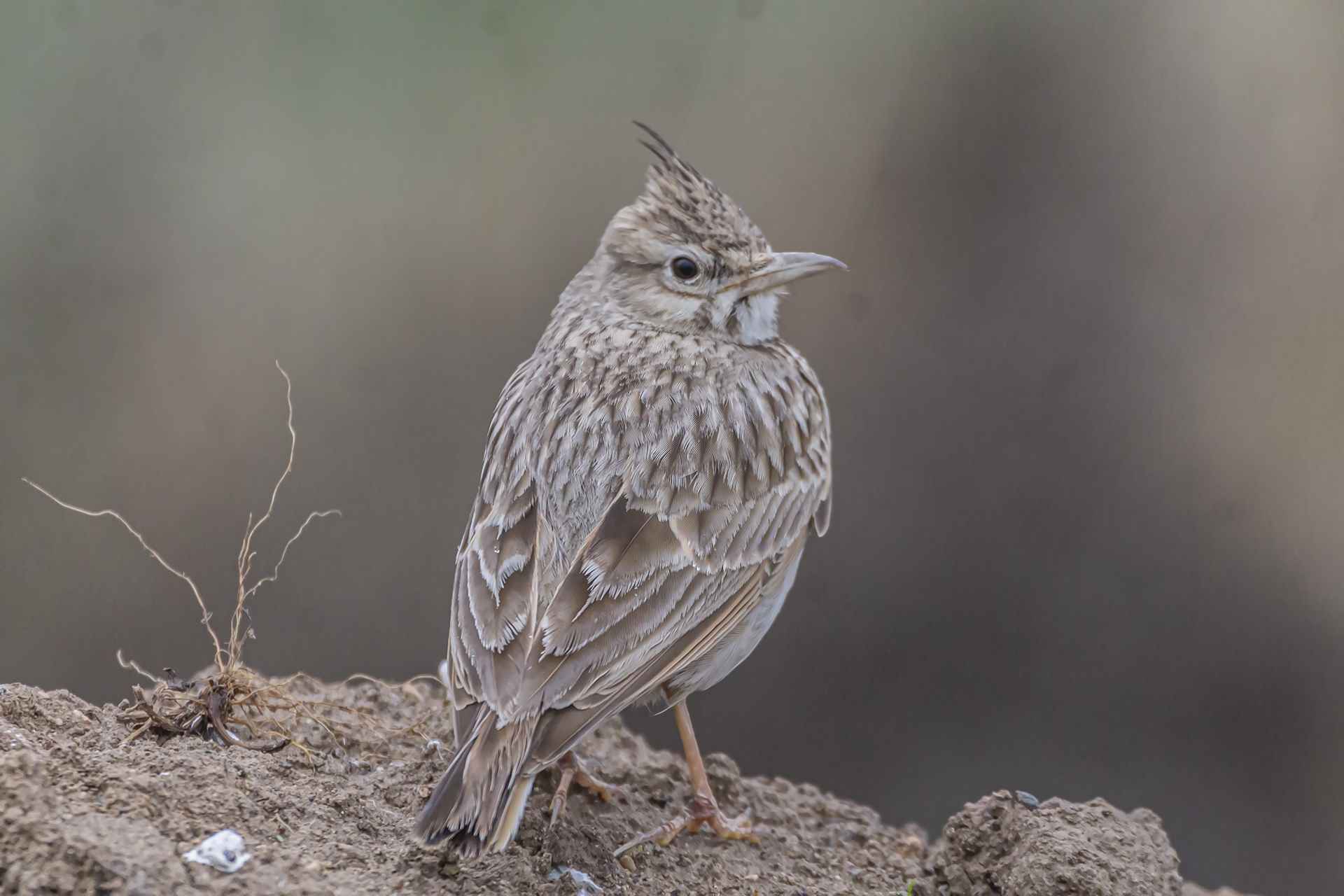 Crested Lark