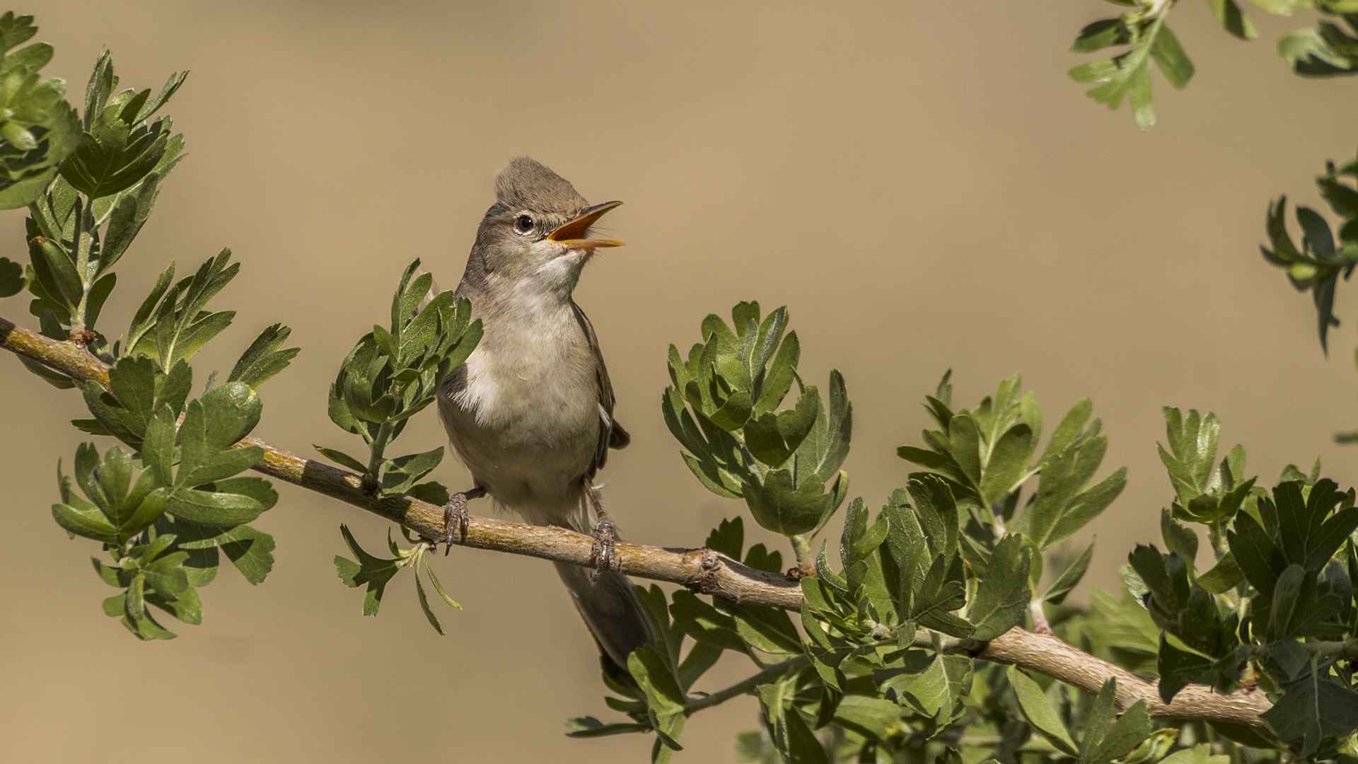 Upcher's Warbler