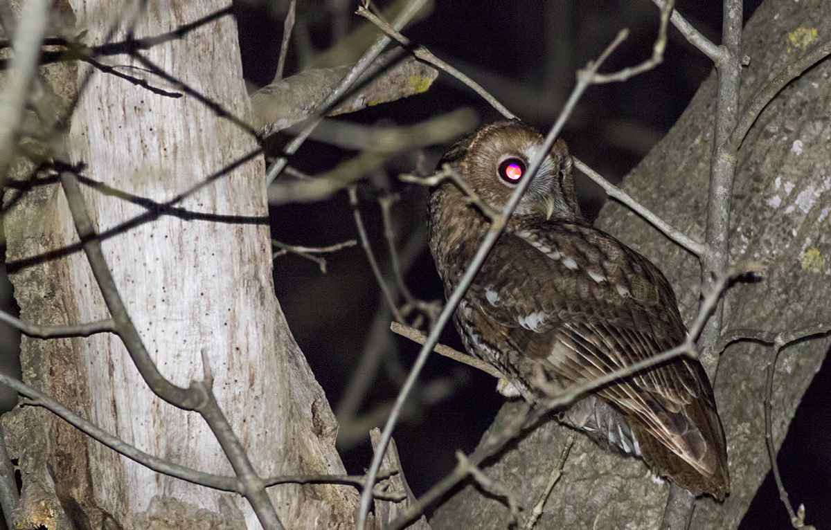 Tawny Owl