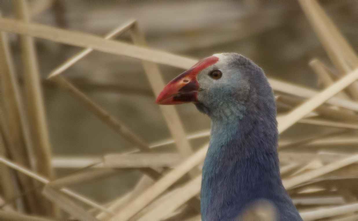 Sazhorozu