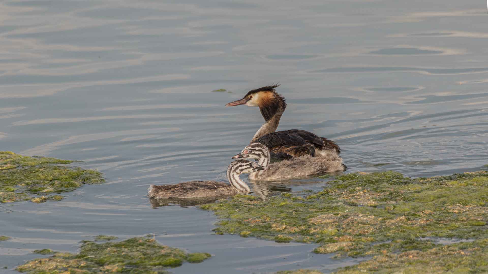 Great Crested Grebe