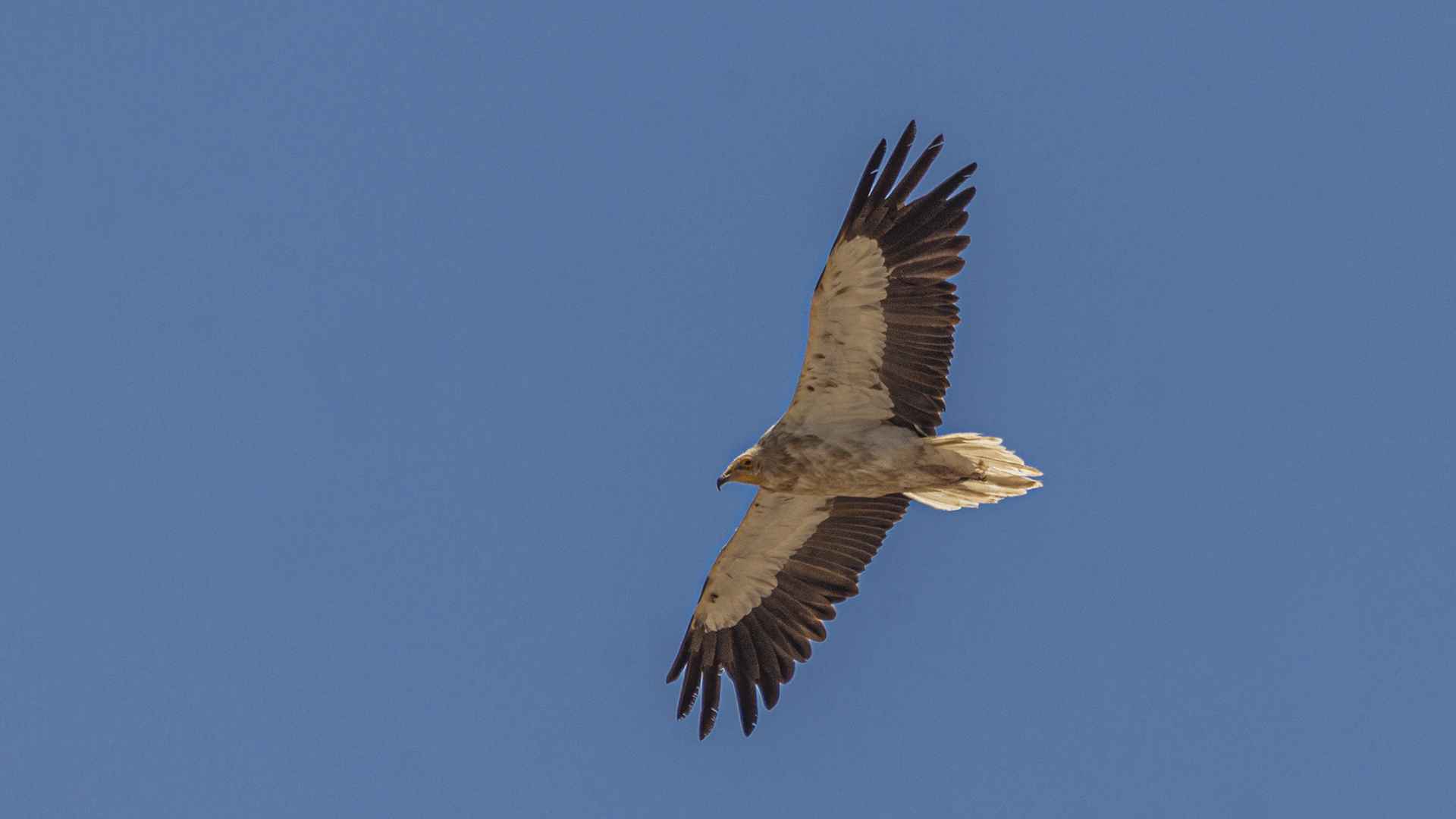 Egyptian Vulture