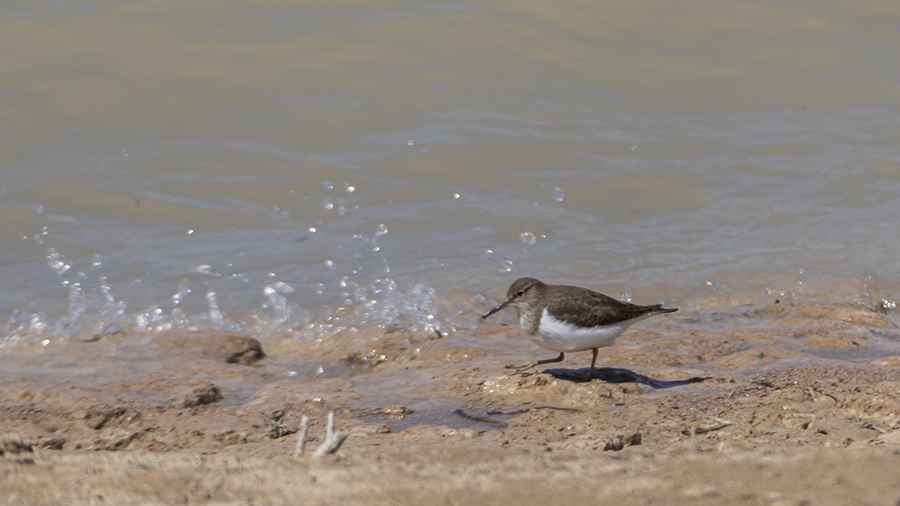 Common Greenshank