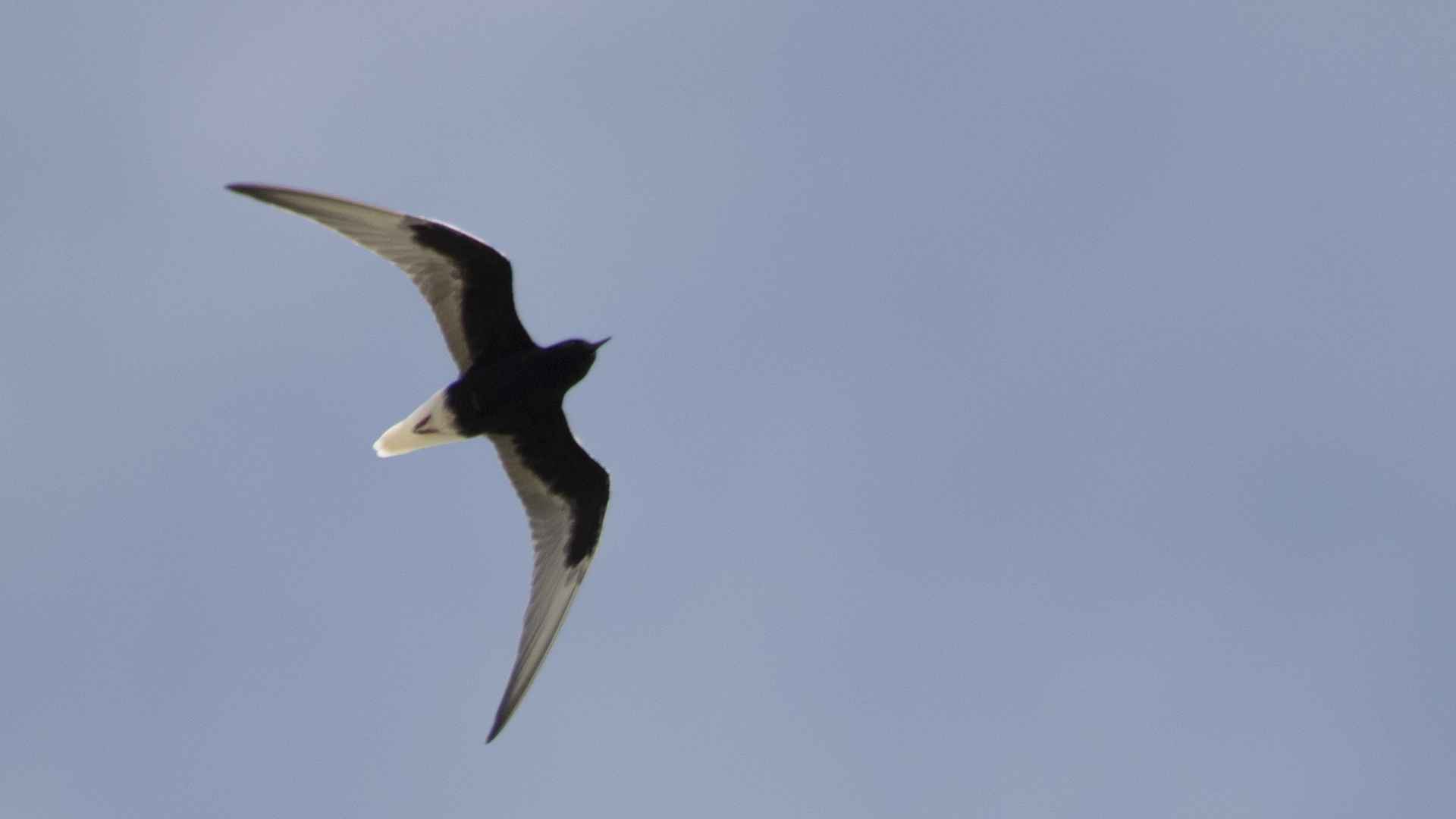 White-winged Tern