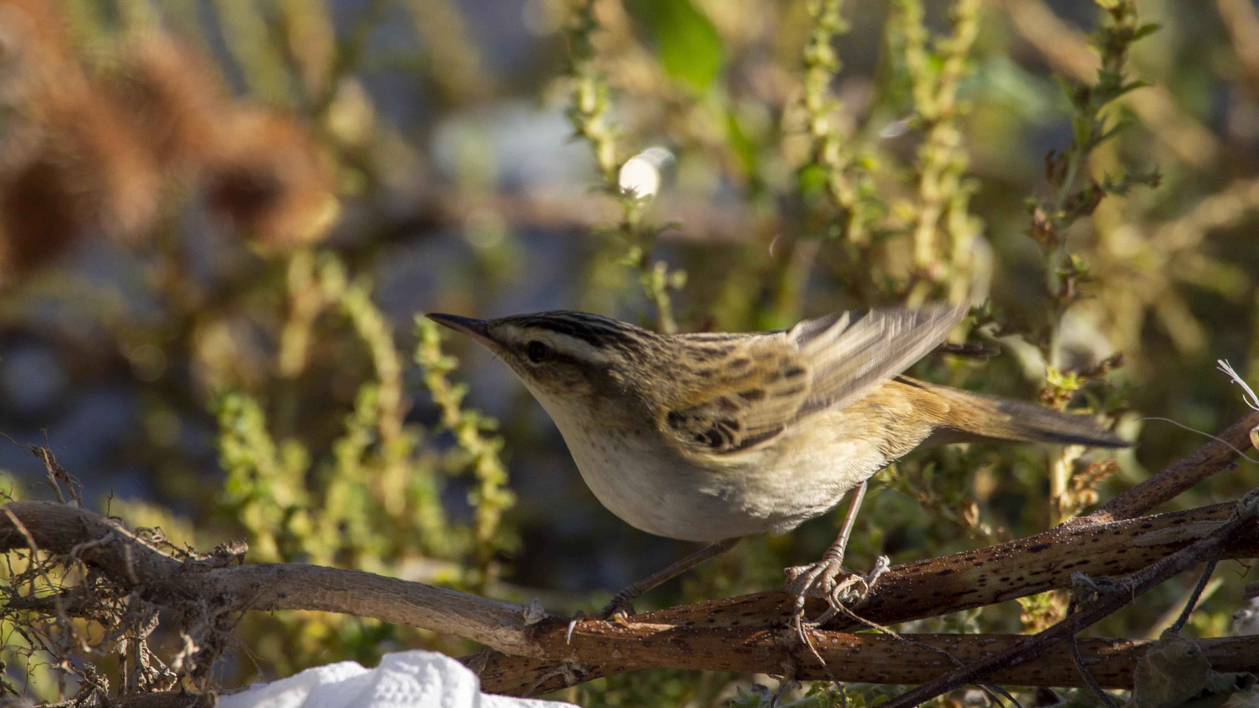 Sedge Warbler