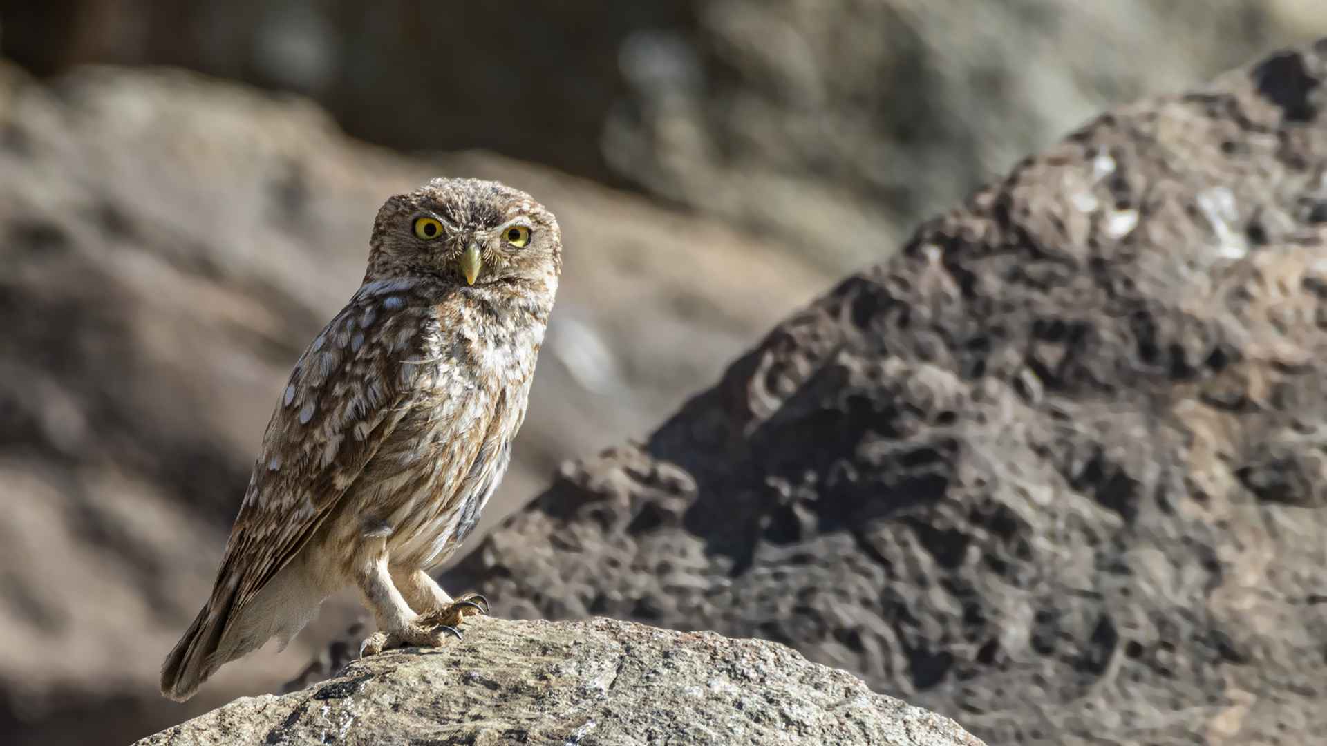 Little Owl