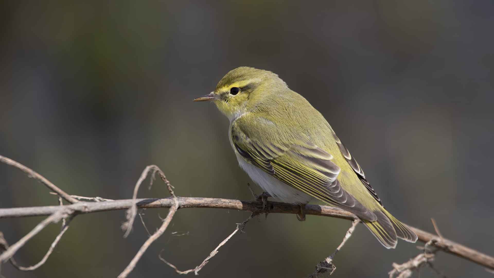Wood Warbler
