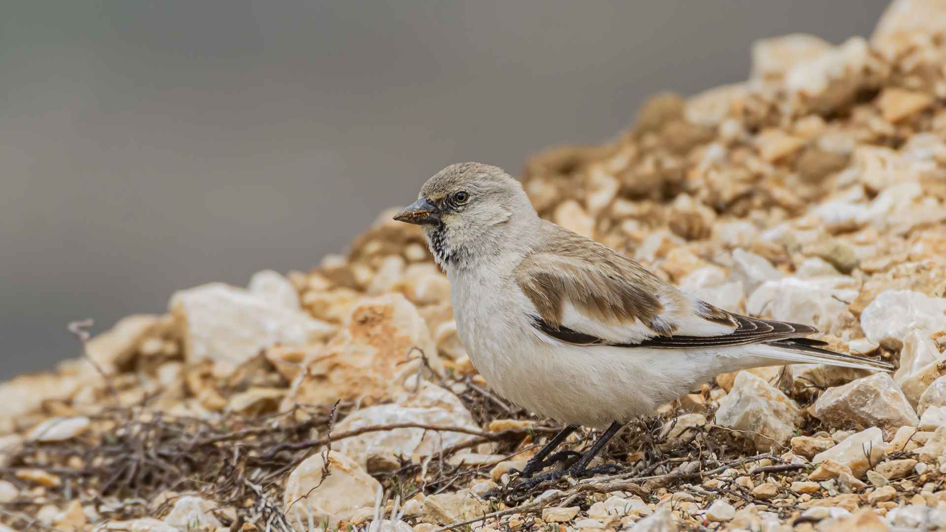 White-winged Snowfinch