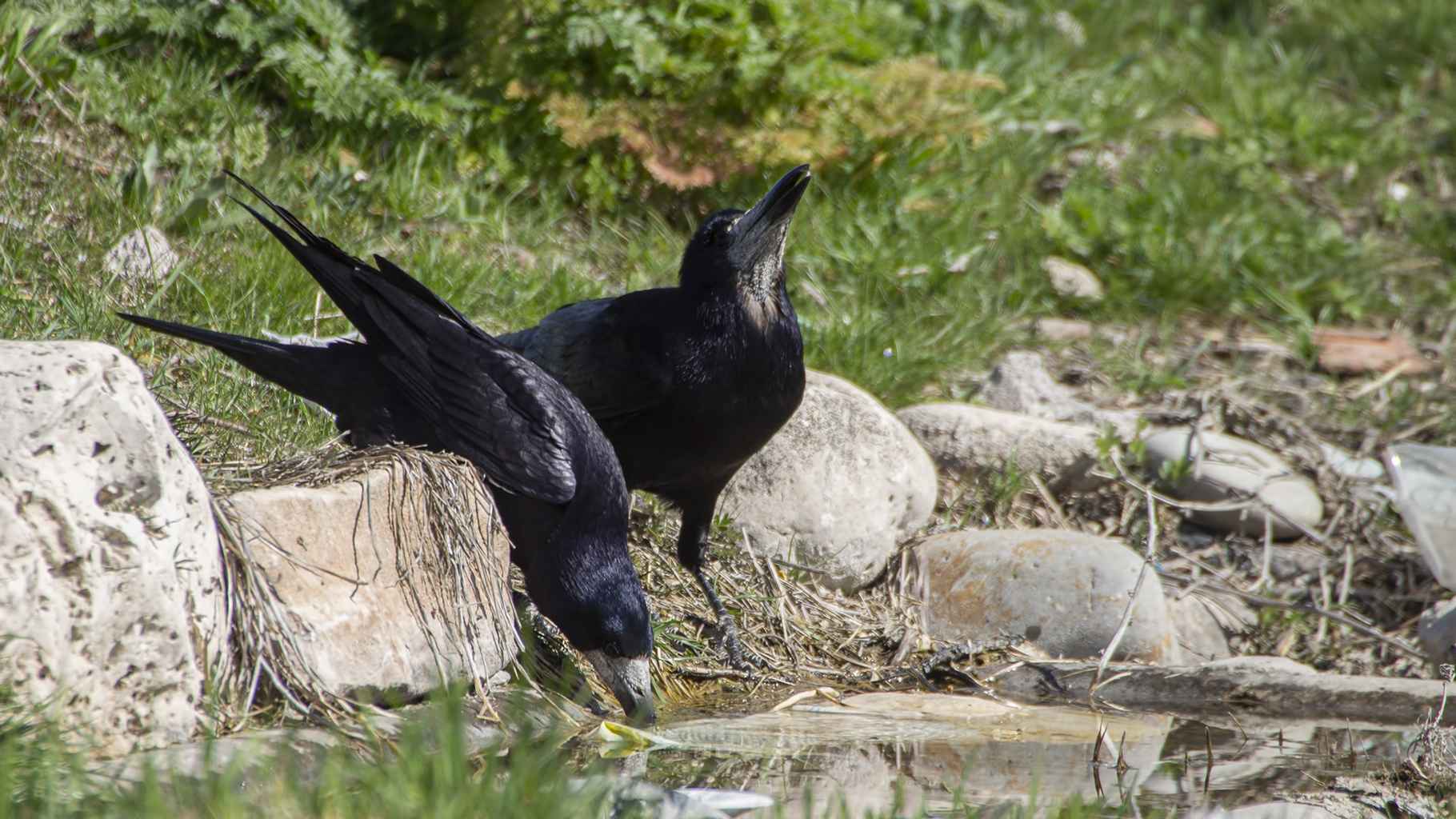 Rook