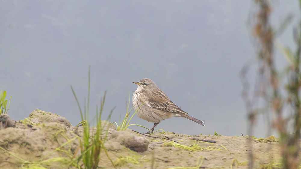 Water Pipit