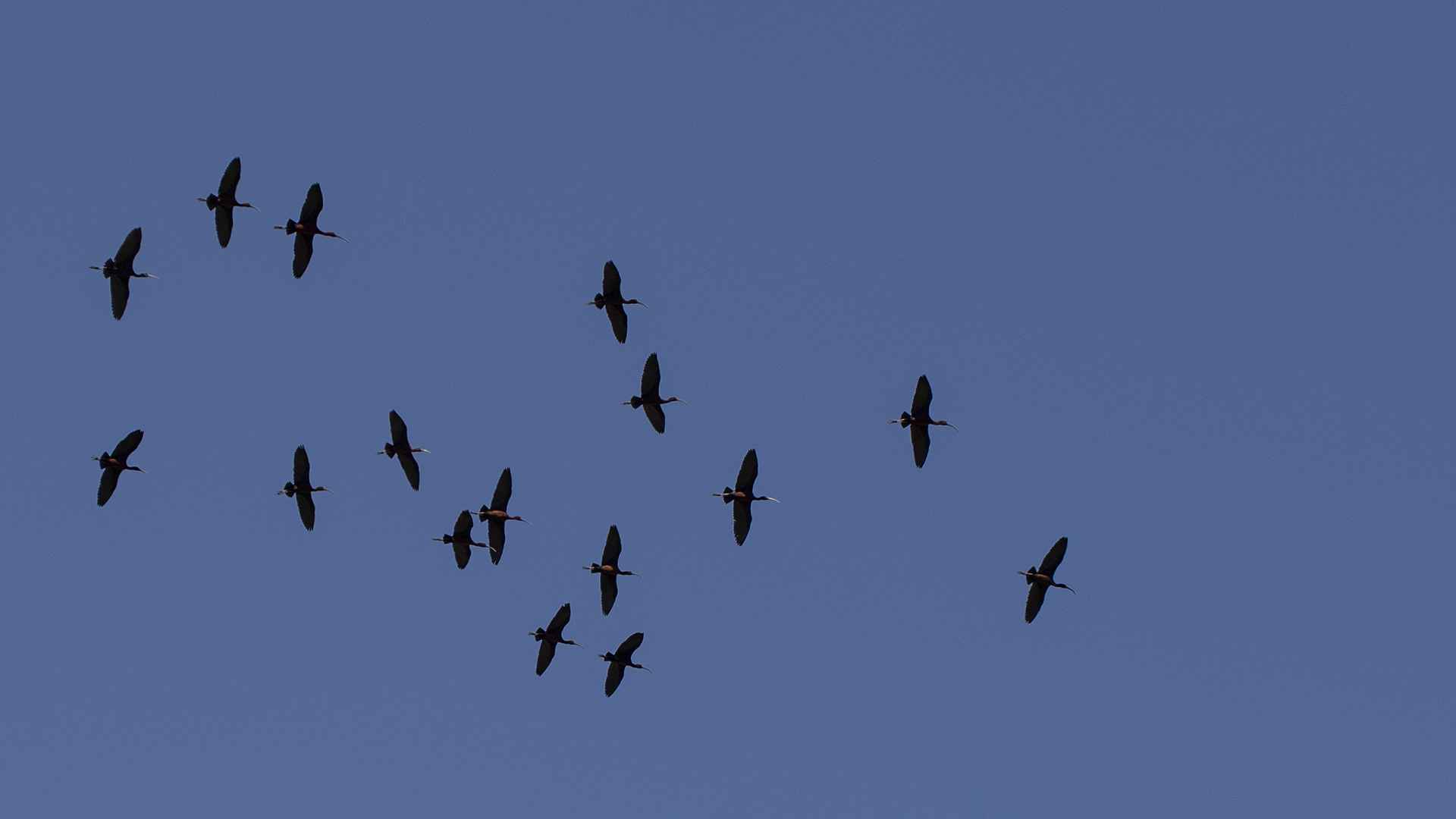 Glossy Ibis
