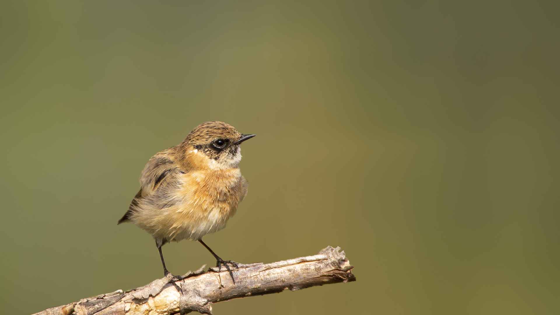 European Stonechat