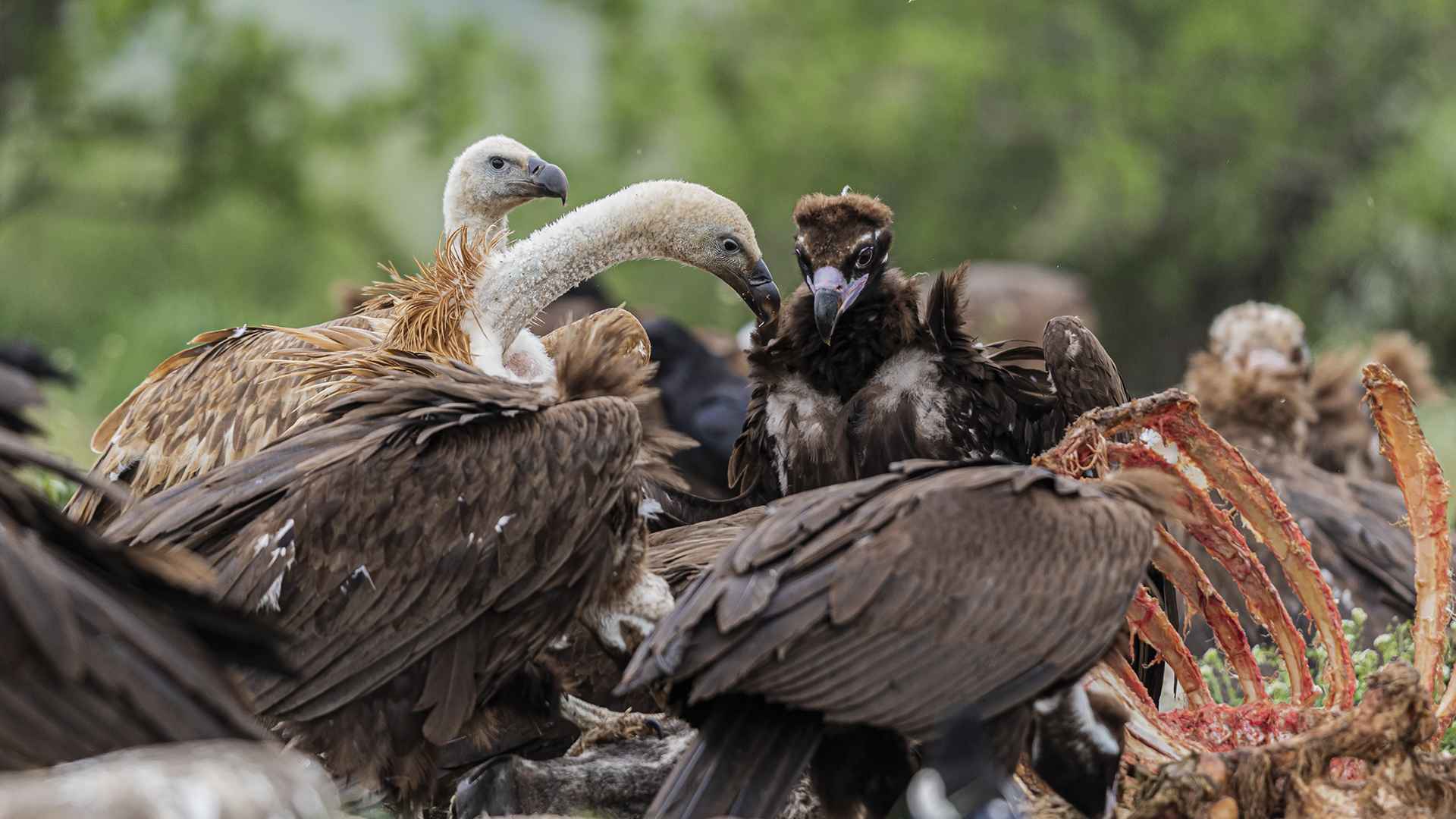 Kızıl akbaba