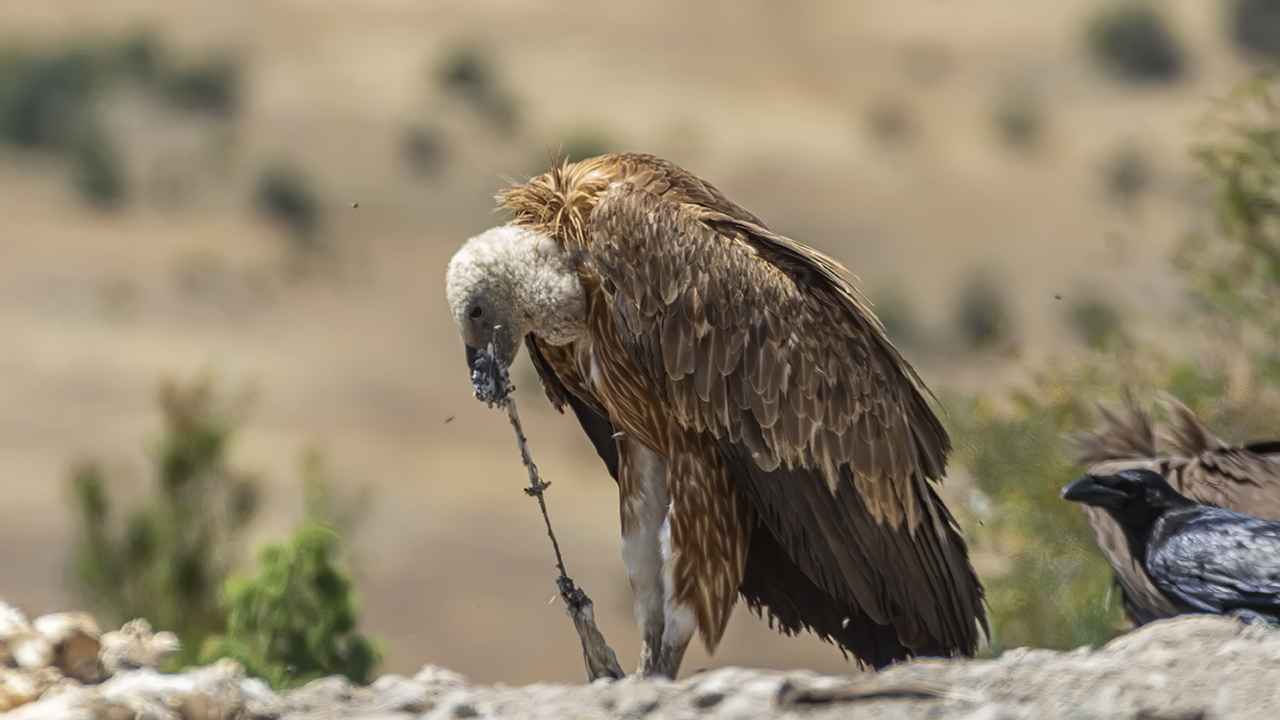 Eurasian Griffon