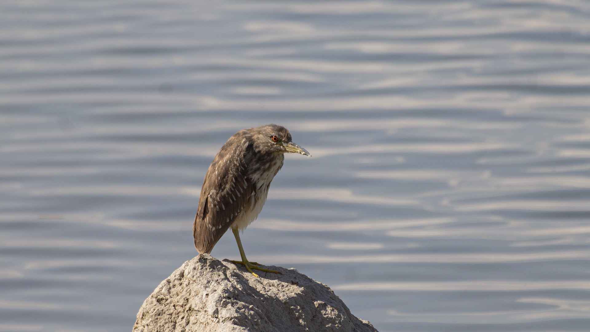 Black-crowned Night-Heron