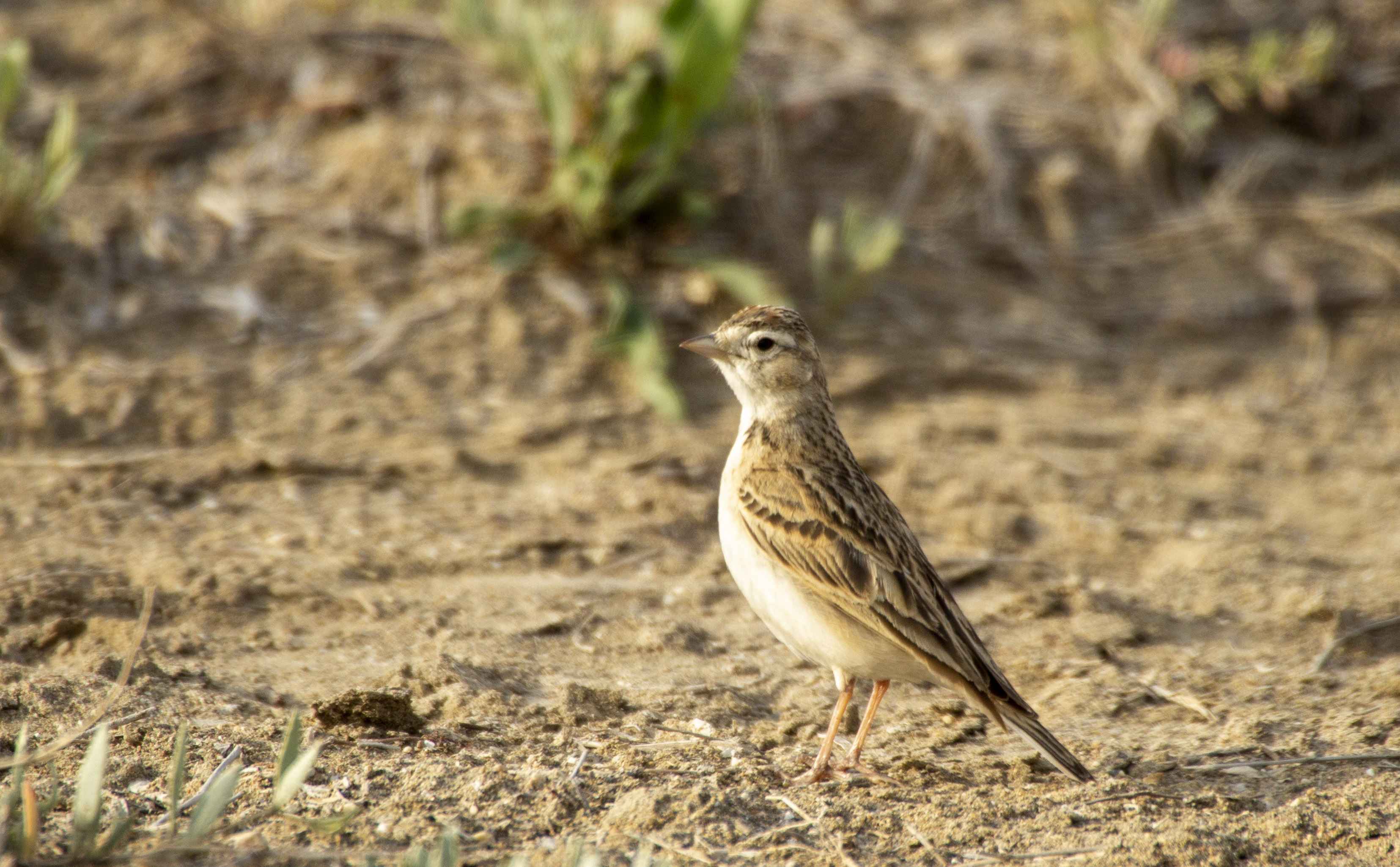 Greater Short-toed Lark