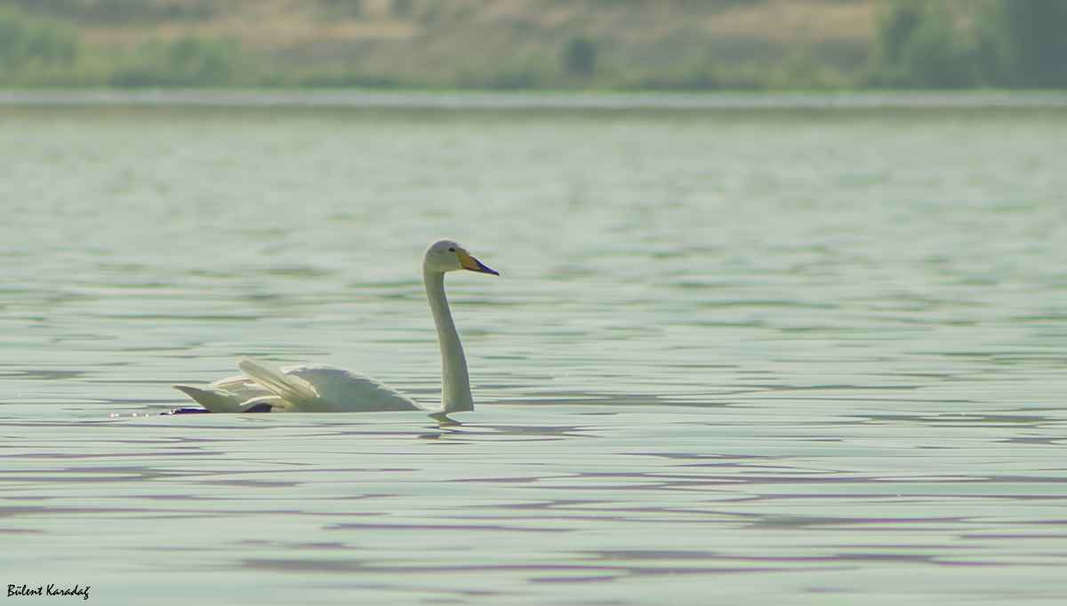 Whooper Swan