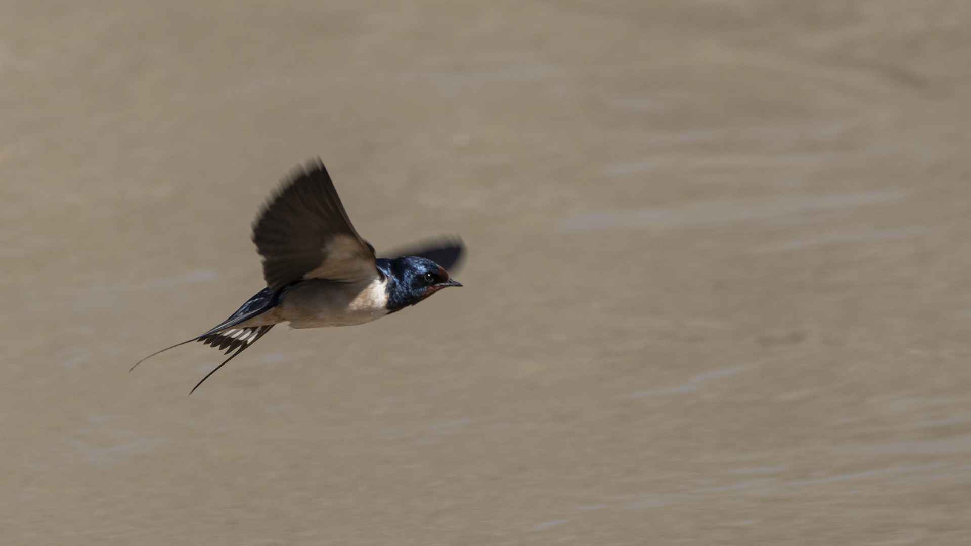 Barn Swallow
