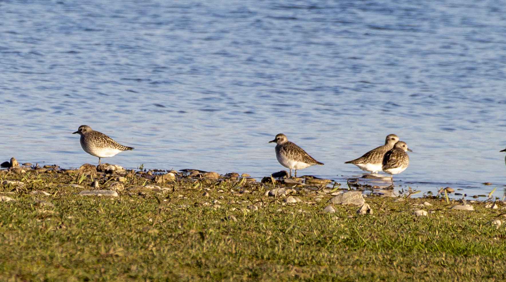 Black-bellied Plover