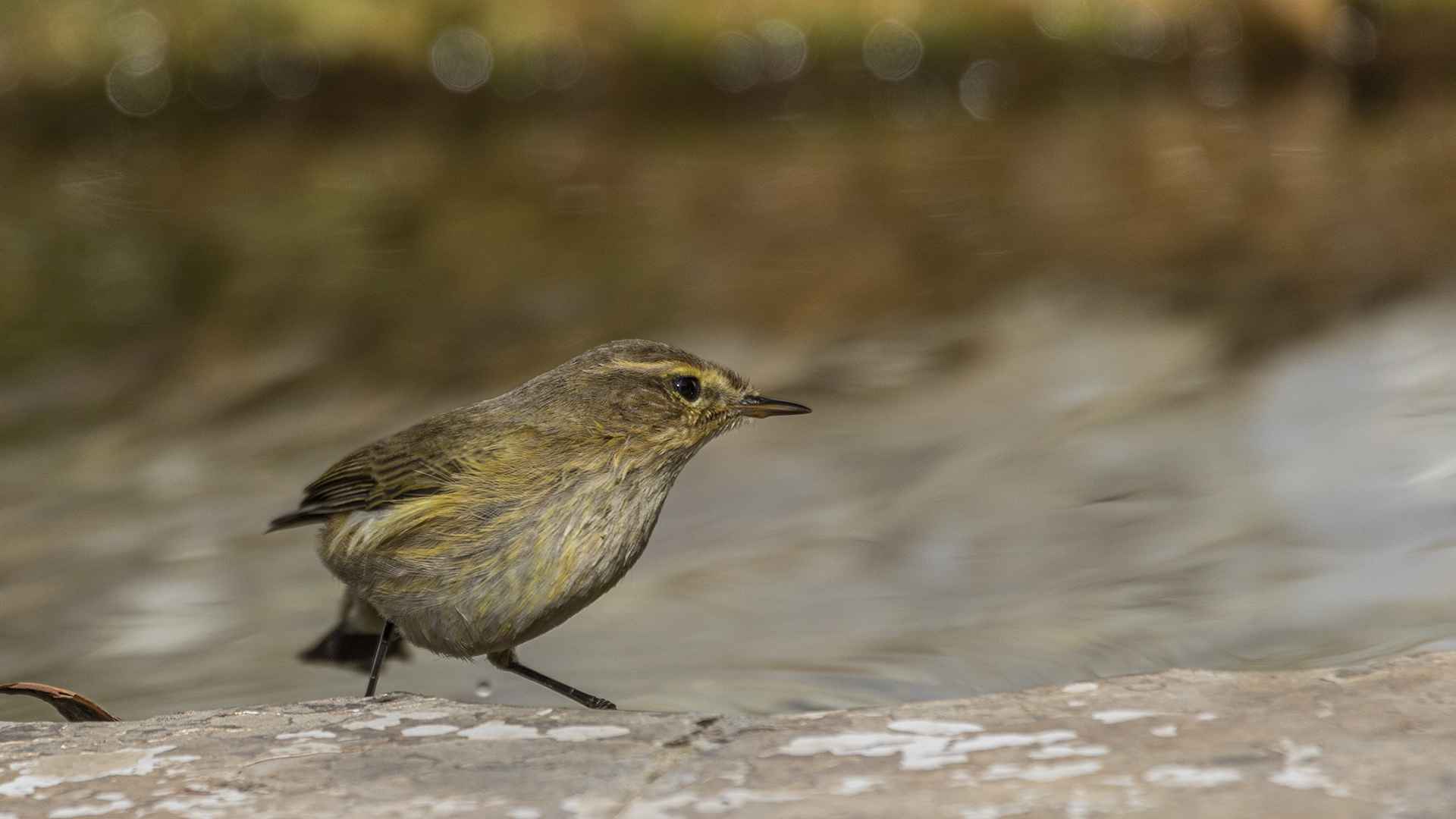 Common Chiffchaff