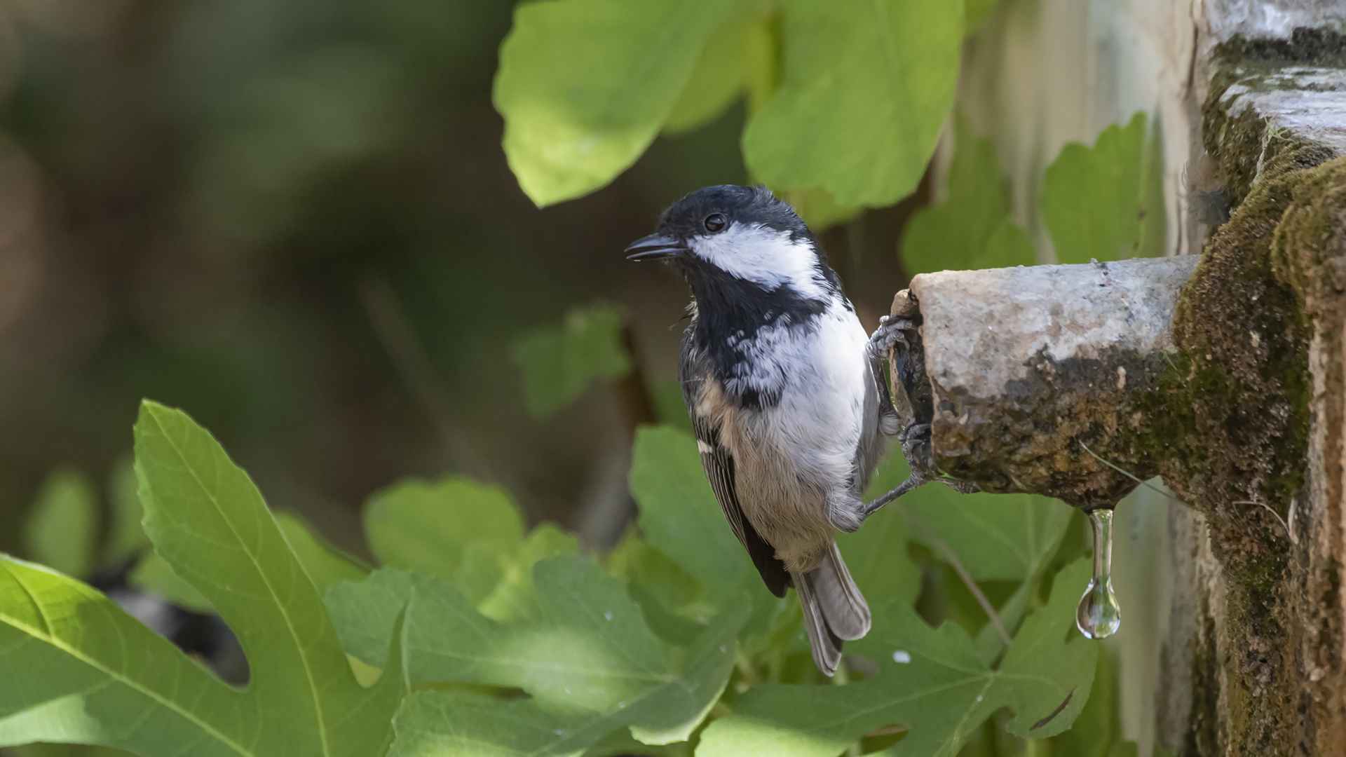 Coal Tit