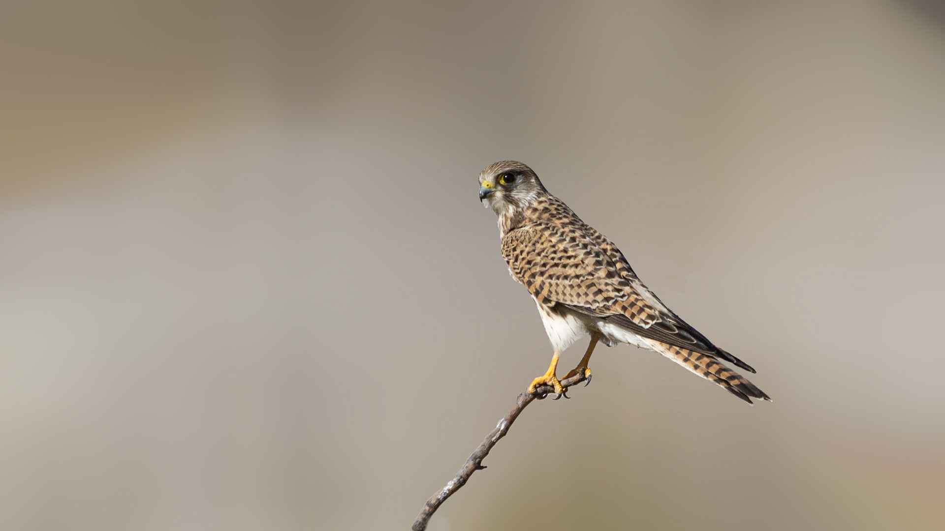 Eurasian Kestrel