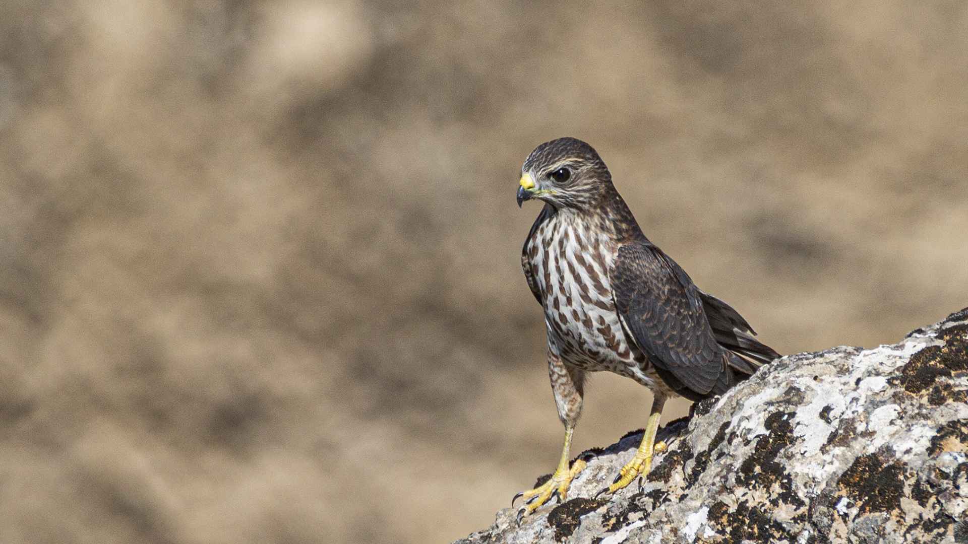 Levant Sparrowhawk