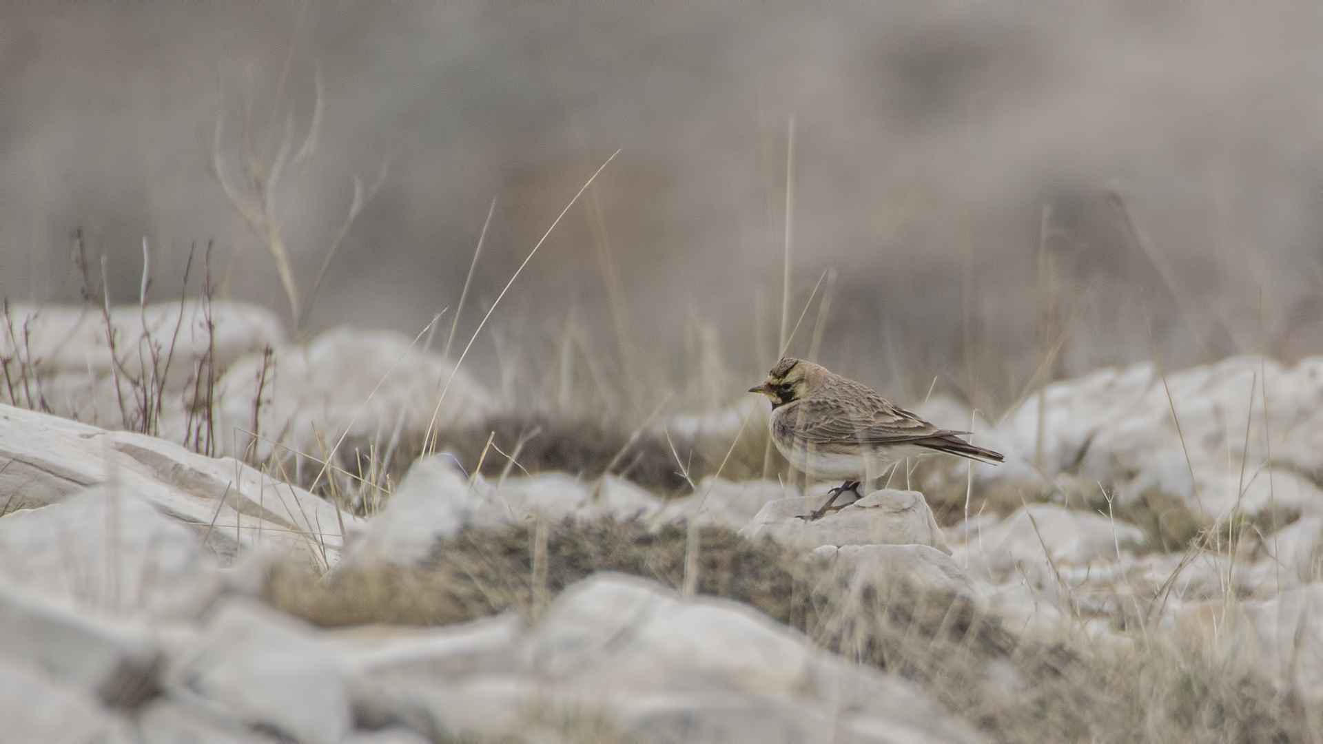 Horned Lark